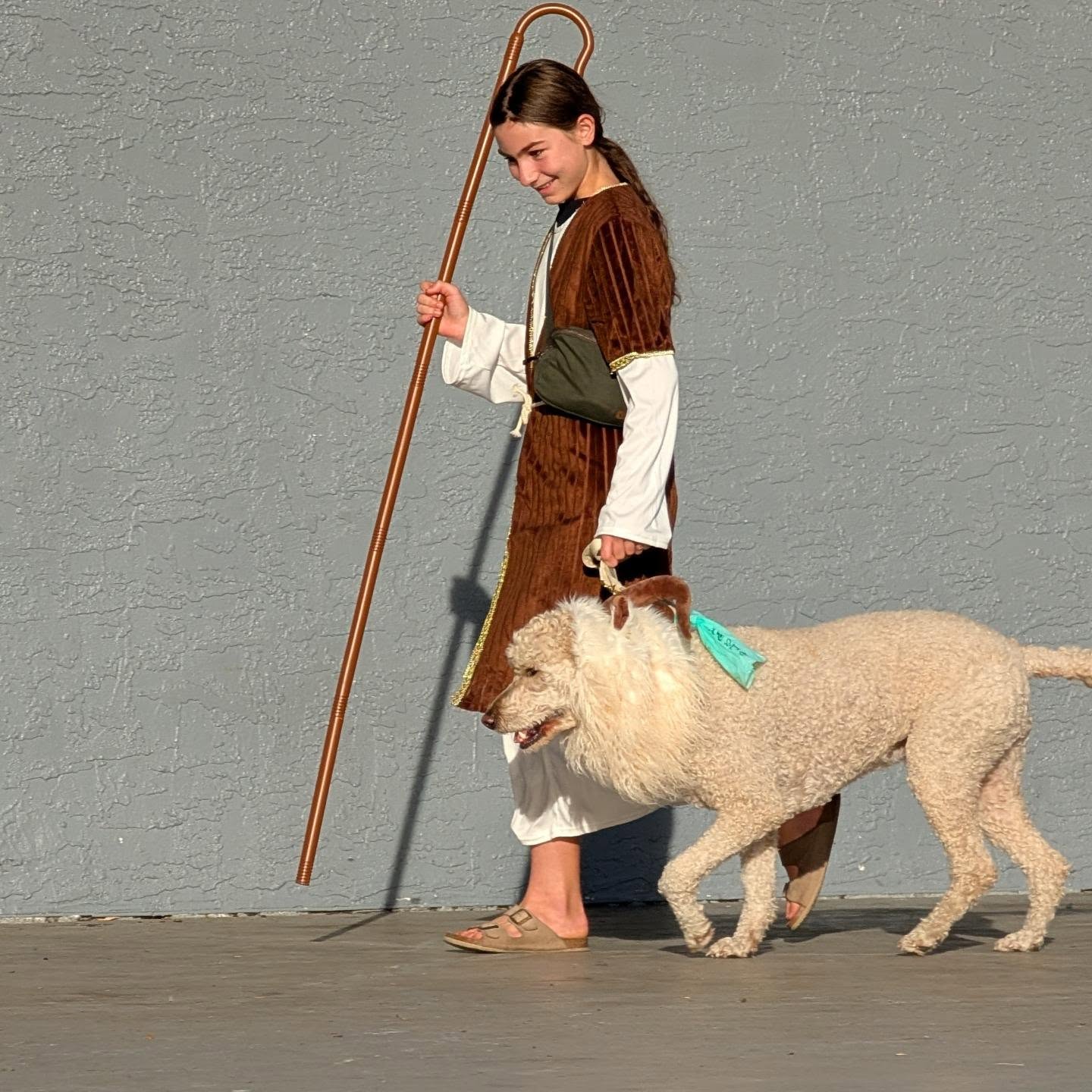 The Dog Fashion Show!! We had so many dogs walk the 'dog'-walk last night! Thank you to all the dogs for tolerating costumes too!