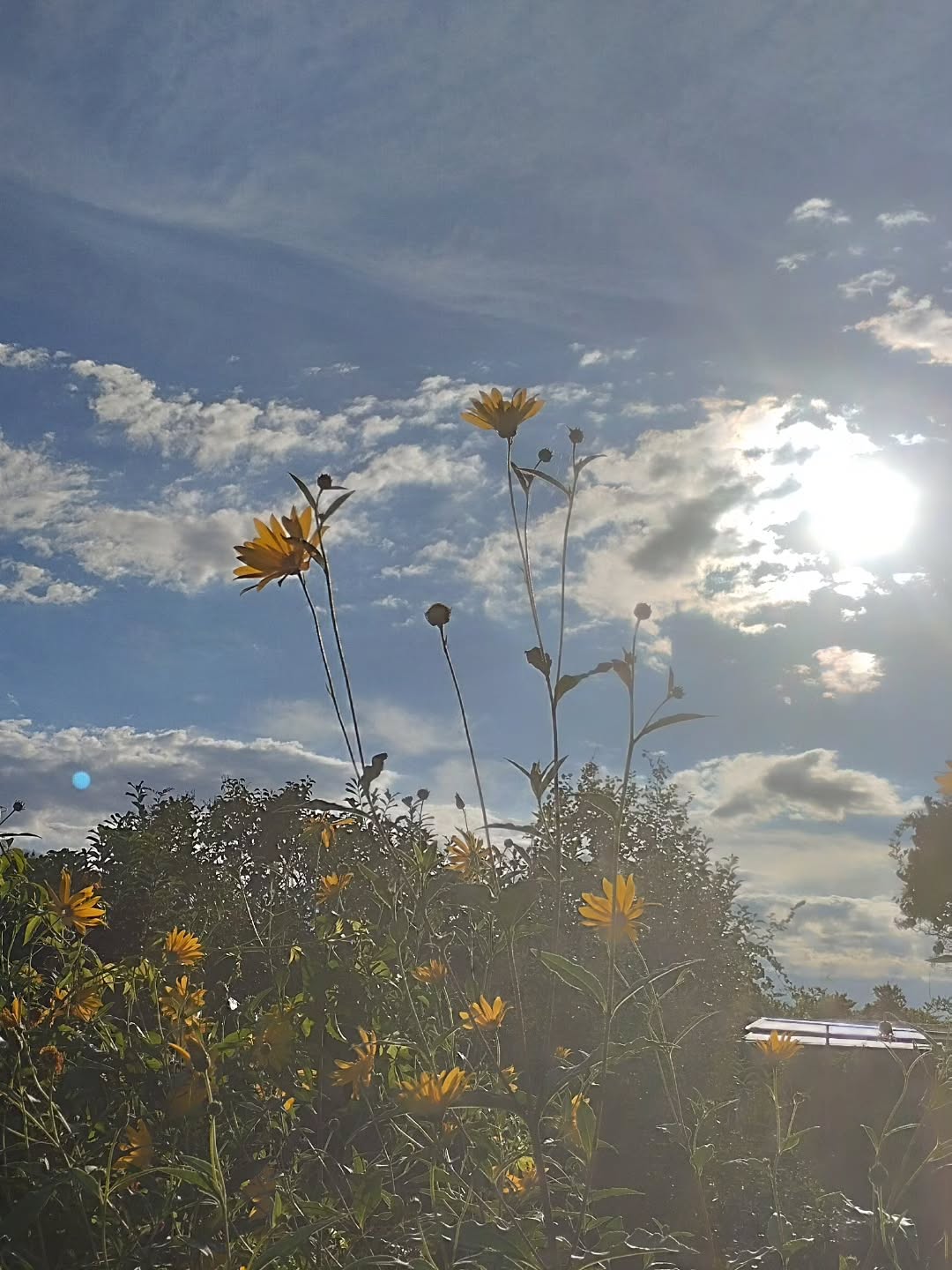 Spätsommer, Sonnenschein, duftende Blumen = Glücksgefühl
Lasst uns die herrliche Zeit noch genießen, bis die dunkle Kalte Jahreszeit wieder Einzug hält, obwohl auch diese natürlich ihre schönen Seiten hat.
#spätsommer #glücksgefühl #projekt52 #projekt52_26 #duftendeblumen
@heldenhaushalt