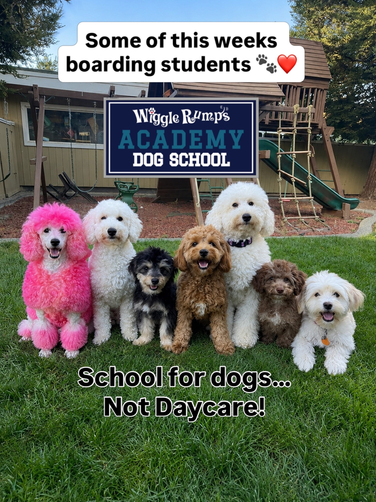 OMG—I still can’t believe I got this photo! 😍🐾 All seven dogs together, looking right at the camera like the perfect little class!
This is what structure, patience and practice can create.
At Wiggle Rumps Academy, we are a SCHOOL for dogs—not a daycare. Your dog’s day includes training, enrichment, exercise, social skills and learning how to settle calmly around other dogs.
We don’t just keep dogs busy—we help them become calmer, more confident and better-behaved companions. 🎓🐶
📍 Castro Valley
📩 Message us to schedule an evaluation or learn about enrollment!
#WiggleRumpsAcademy #SchoolForDogs #DogTraining #CastroValleyDogs #StructureCreatesFreedom