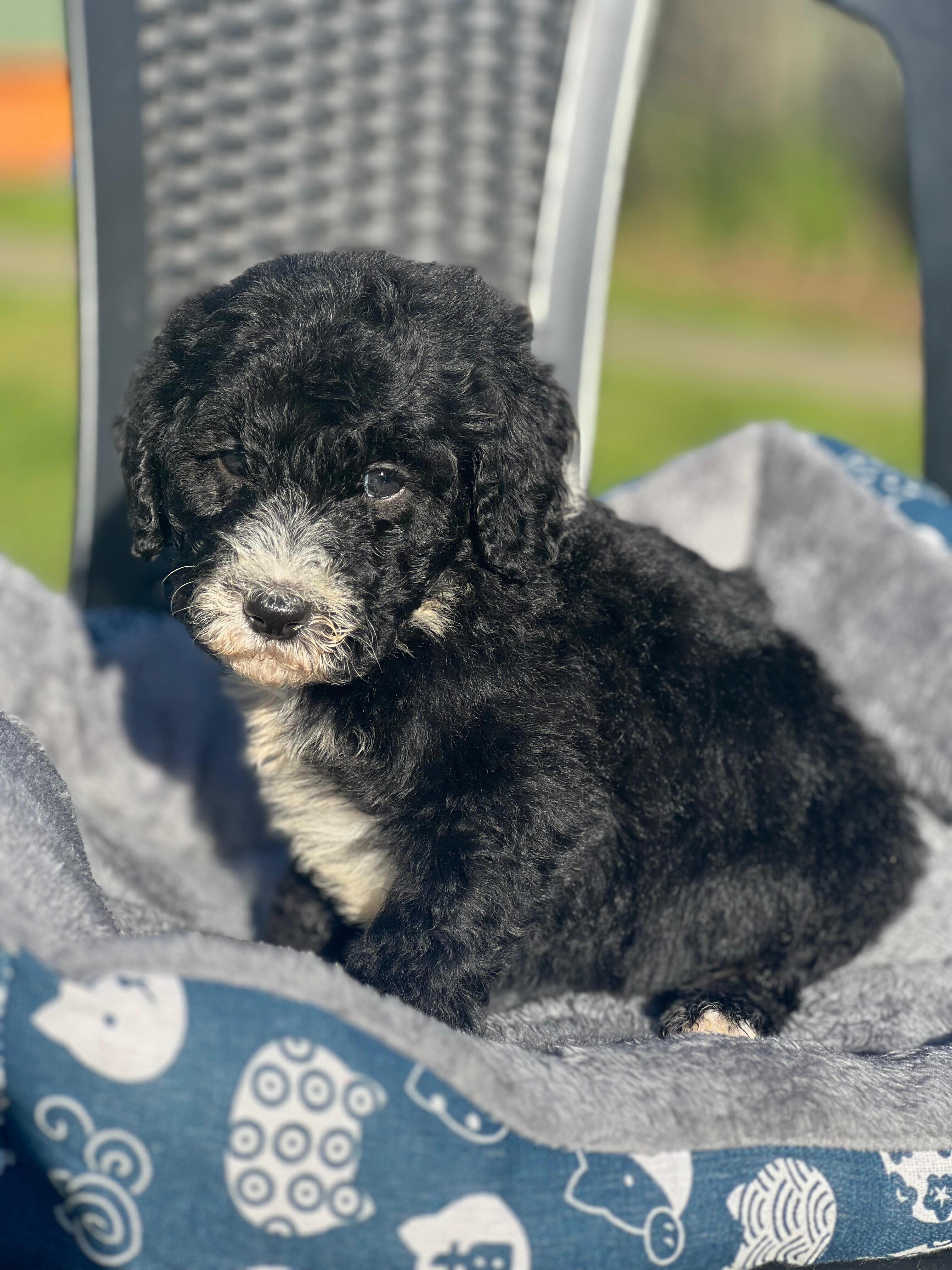 Meet our gorgeous F1B Sheepadoodle girl 💛🐾.
Born 19/7/26 and ready 28/9/26, she’s playful, affectionate, and full of charm.
With parents Kim Kardashian × George Clooney, she’s destined for star‑quality cuddles.
Microchip: 956000019467821 • Source No: BR100575.
Raised with love, she’s ready to bring joy to her forever family.
#SheepadoodleMagic #PuppyJoy #FutureBestMate #FurBabyLove #puppiesdownunder
