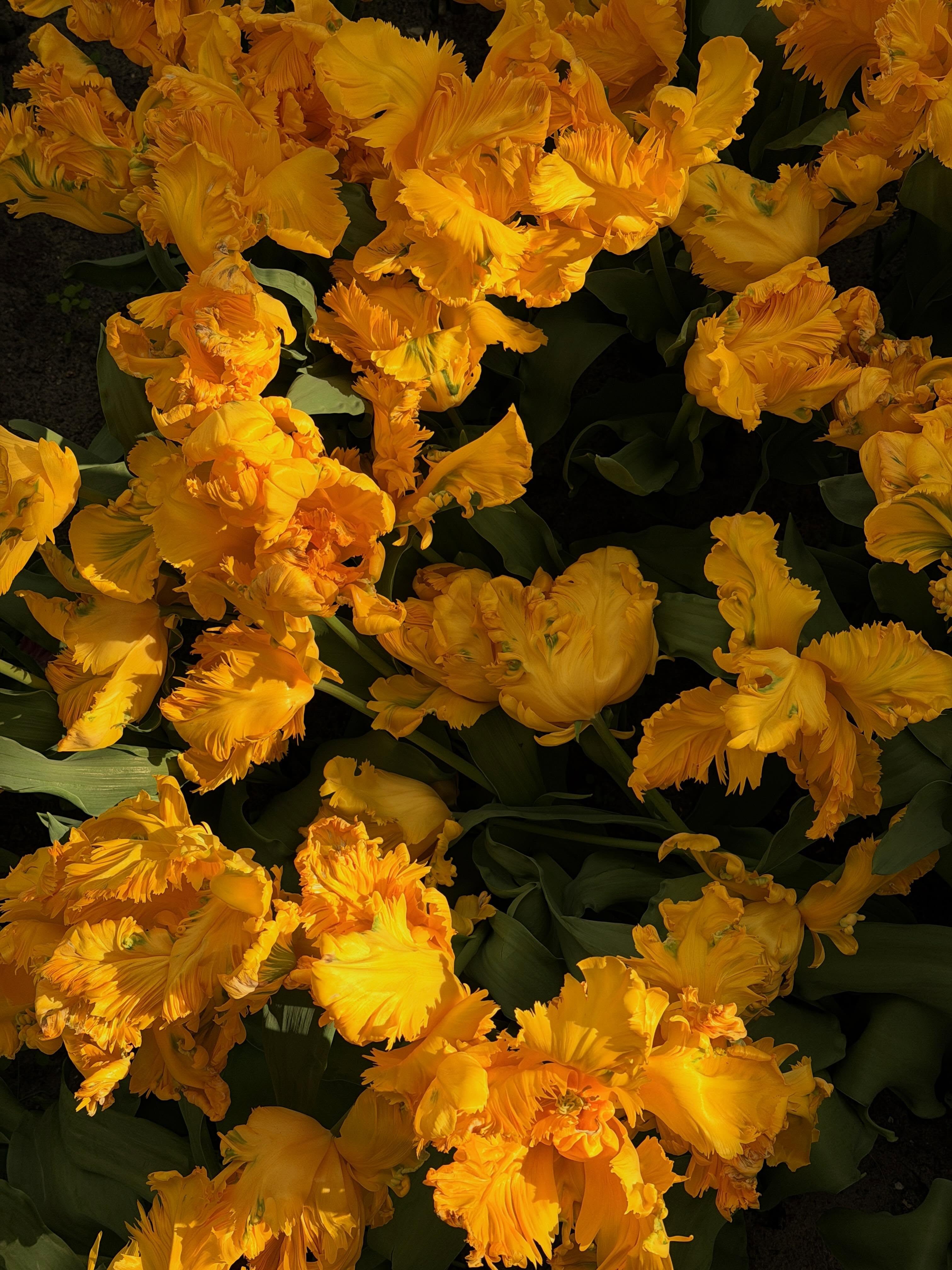 Floral postcards from The Netherlands ๐ชป