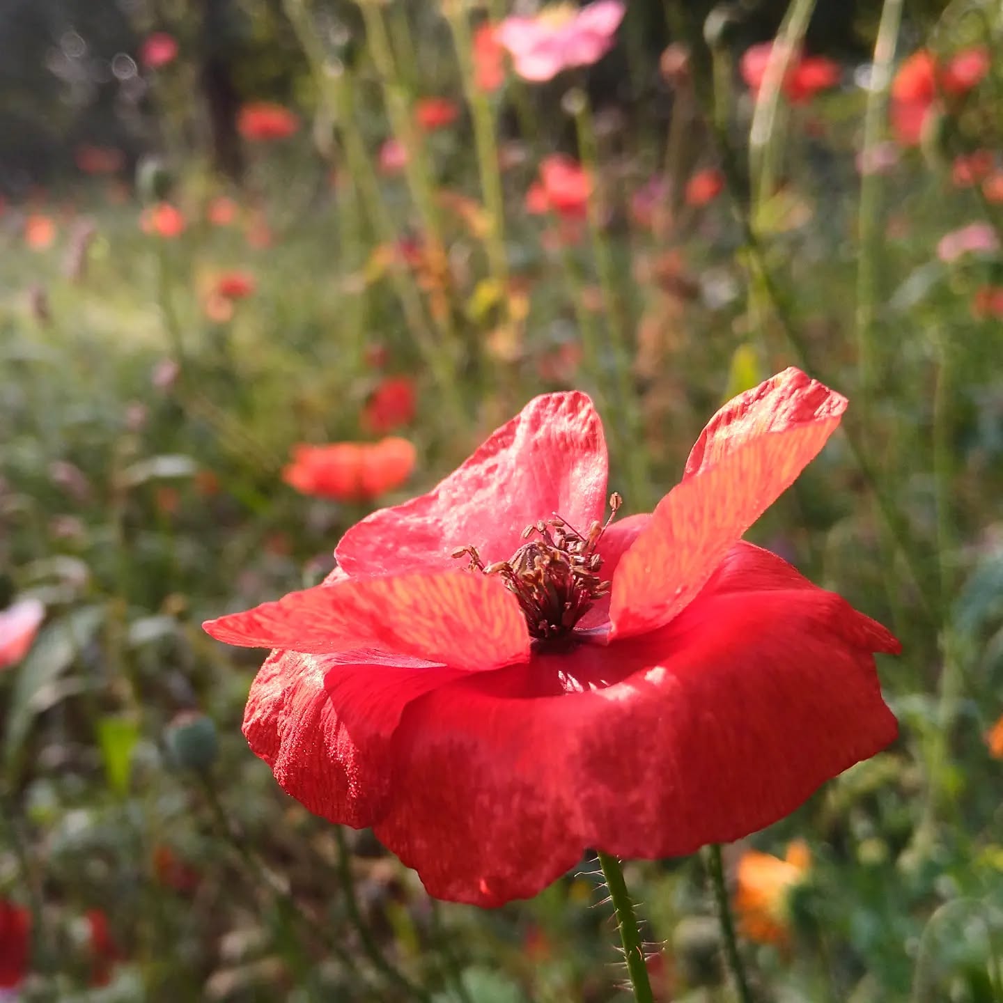 When the early morning light hits the petals of a tiny flower and we are there to witness it. ❤️
Have a lovely day!
Netti x
#redpoppy #morninglight #flowerpower #purejoy #flowerphotography