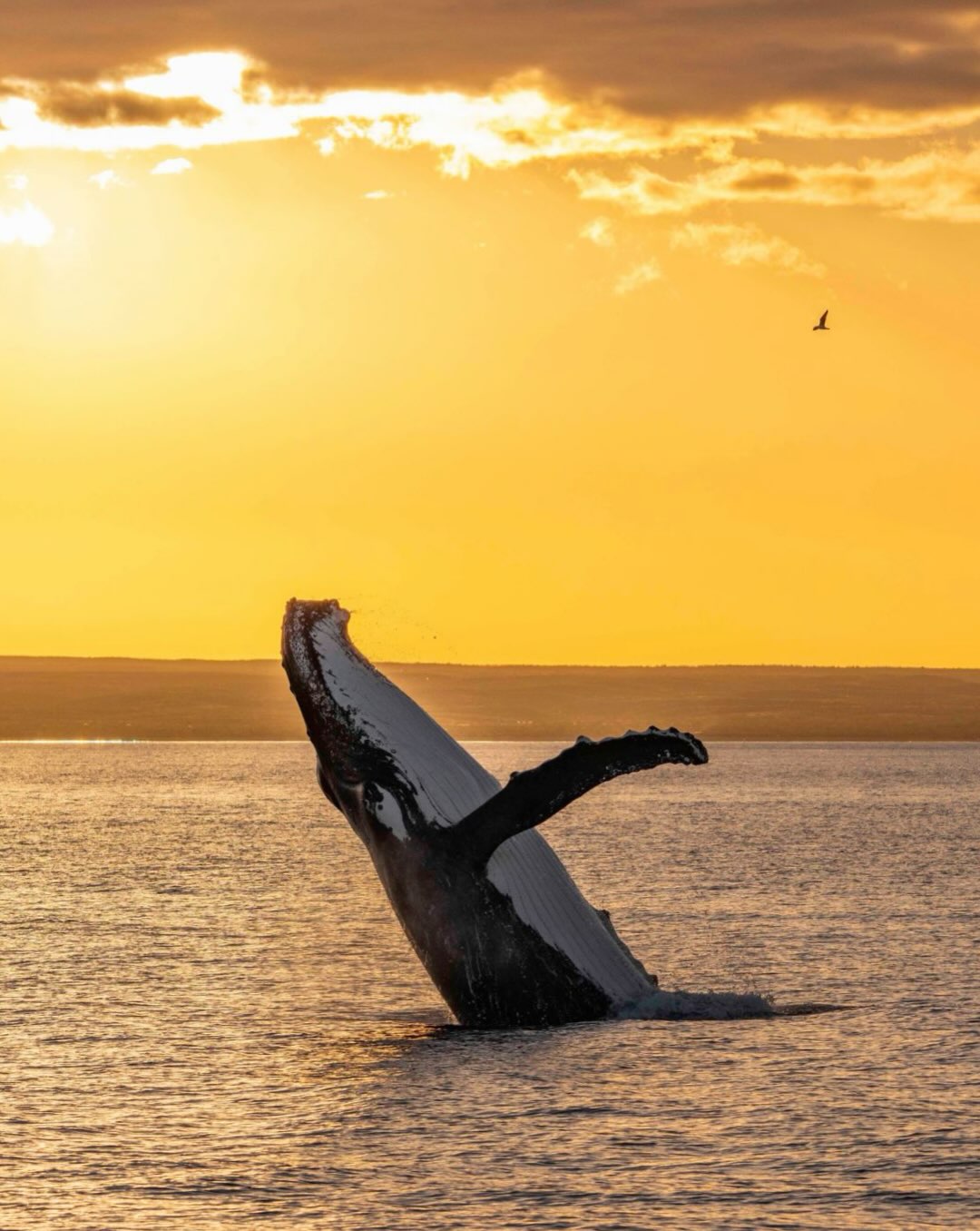 Sunset on Ningaloo, in all its golden glory.
A few favourite moments from out on the water! Humpback whales, golden light and the magic of an Exmouth evening. 🐋✨
Sunset Whale Watching - Join us!
Call or book online today:
(08) 9949 1208
oceanecoadventures.com.au
info@oceanecoadventures.com.au
Photos @beclaidlaw.photography
#sunsetwhalewatching #ningaloo #exmouthgulf #visitningaloo #humpbackwhales
