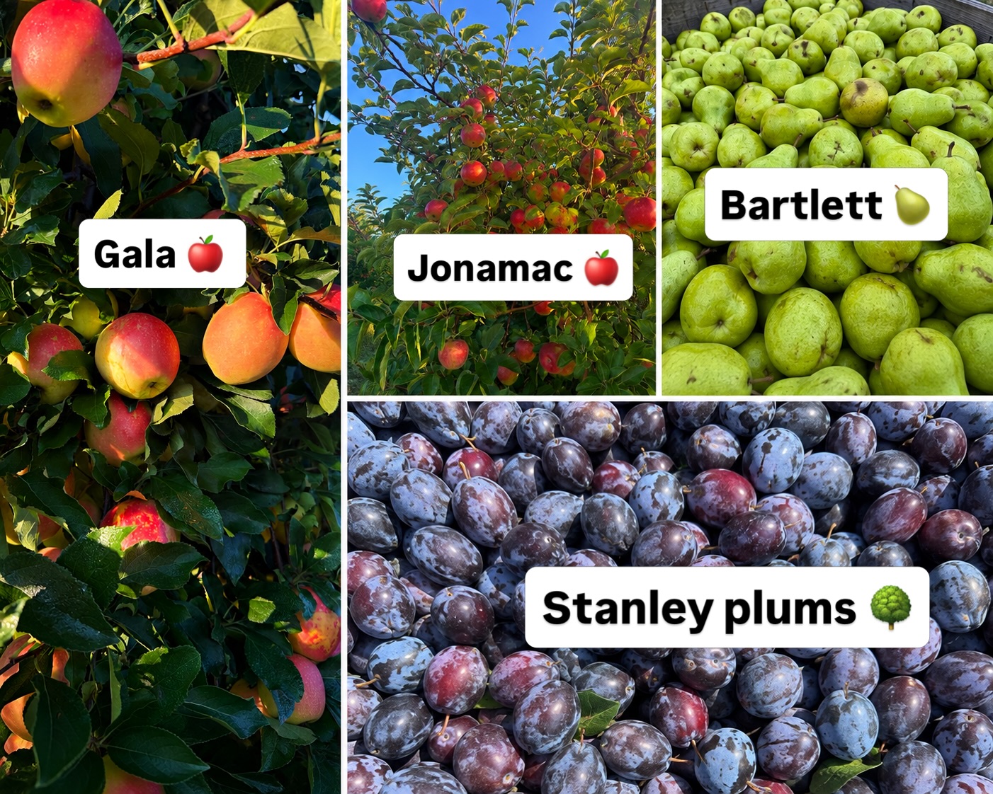 Farm Update ๐๐๐
We are now starting U-pick on Blondee and Jonamac apples ๐
We have a good supply of peach ๐ varieties available in our market.
U-pick peaches are done for the season.
Due to the light crop we will NOT have U-pick Stanley plums available. We will have some available in our market! ๐ณ
Check out whatโs new below. Stayed tuned for more updates!
U-pick availability:
โข Apples ๐ $1.40/lb
- Gala, Premier Honeycrisp, Blondee, Jonamac
โข Pears ๐ $1.50/lb (Bartlett)
โข Watermelon ๐ $6
โข Sunflowers ๐ป $1 per stem
Farm market:
โข Peaches ๐
- Allstar, Loring, Baby Gold
โข Pears ๐ (Bartlett)
โข Nectarines ๐ณ
โข Stanley plums ๐ณ
โข Elephant heart plums ๐ณ
โข Damson Plums ๐ณ
โข Blueberries ๐ซ
โข Apples ๐ ๐
- Honeycrisp, Gala, Early Gold, Paula Red, Macintosh,
โข Watermelon ๐
โข Cantaloupe ๐
โข Sweet corn ๐ฝ
โข Farm fresh vegetables ๐ฅ
โข Bakery + concessions๐ฉ๐ญ
โข Frozen Pitted Sour Cherries ๐
โข Frozen Fruits ๐๐ซ๐๐
โข Farm Fresh Eggs ๐ฅ
โข Frozen Apple Cider ๐ง
โข Apple Cider Slushie ๐
โข Fresh Donuts ๐ฉ
โข Soft Serve Ice cream ๐ฆ
โข Honey, Maple Syrup, Jams, Salsas & More! ๐ฏ
๐ Farm Attractions โ All Day Fun:
โข The Barnyard ๐๐ฎ
โข Animal Barn ๐๐ฆ๐๐๐๐โโฌ
โข Wagon Rides ๐
โข Barrel Rides ๐
โข Playground ๐
โข Combine ๐
โข pollinator habitat ๐ผ
โข Sunflower trail ๐ป
โข Corn Maze ๐ฝ
๐ Farm Passes
โข Farm Pass โ $3 ๐พ
Includes Access To: U-Pick and Wagon Ride ๐
(Seniors 65+, Veterans, and Kids 5 & under are FREE)
โข Barnyard Pass โ $10 ๐๐
Includes all day access to play in the Barnyard Fun Area: Bounce House Inflatables ๐, Barrel Rides ๐, Gravity Wagon ๐, and Sand Box ๐Combine ๐
โฐ Open Daily | 10 AM โ 5 PM | Including All Holidays Rain or shine! โ๏ธ๐
We canโt wait to see you at the farm!๐
#peaches #farming #pickingseason #upickfarm #fruit