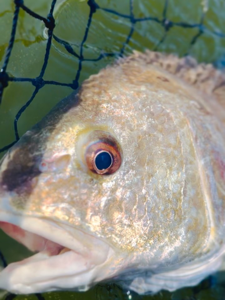 Sightfishing a few gooble gobbles before work 👌
~
#doyouevengooblegobblebro #freshwaterdrumonthefly #flyfishing #thehatchoutfitters #hatchout