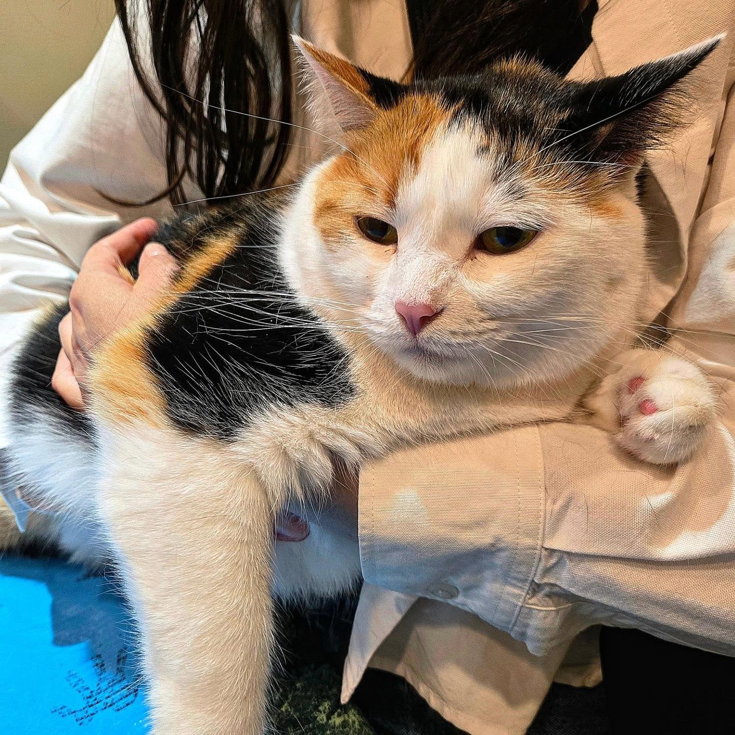 🐱🍁 Maple is back for round TWO! ✂️🐾
Our adorable calico Domestic Shorthair returned today for another nail trim, but she had a different plan… 😴😂 Maple was super sleepy and kept making little escape attempts before hiding in the cat playhouse! 🏃♀️💨🏠
Nail trim: ✅
Hide-and-seek: ⭐⭐⭐⭐⭐ 😂
Would your cat do the same? 👇😹
#catsofinstagram #calicocat #catlover #domesticshorthair #vetlife