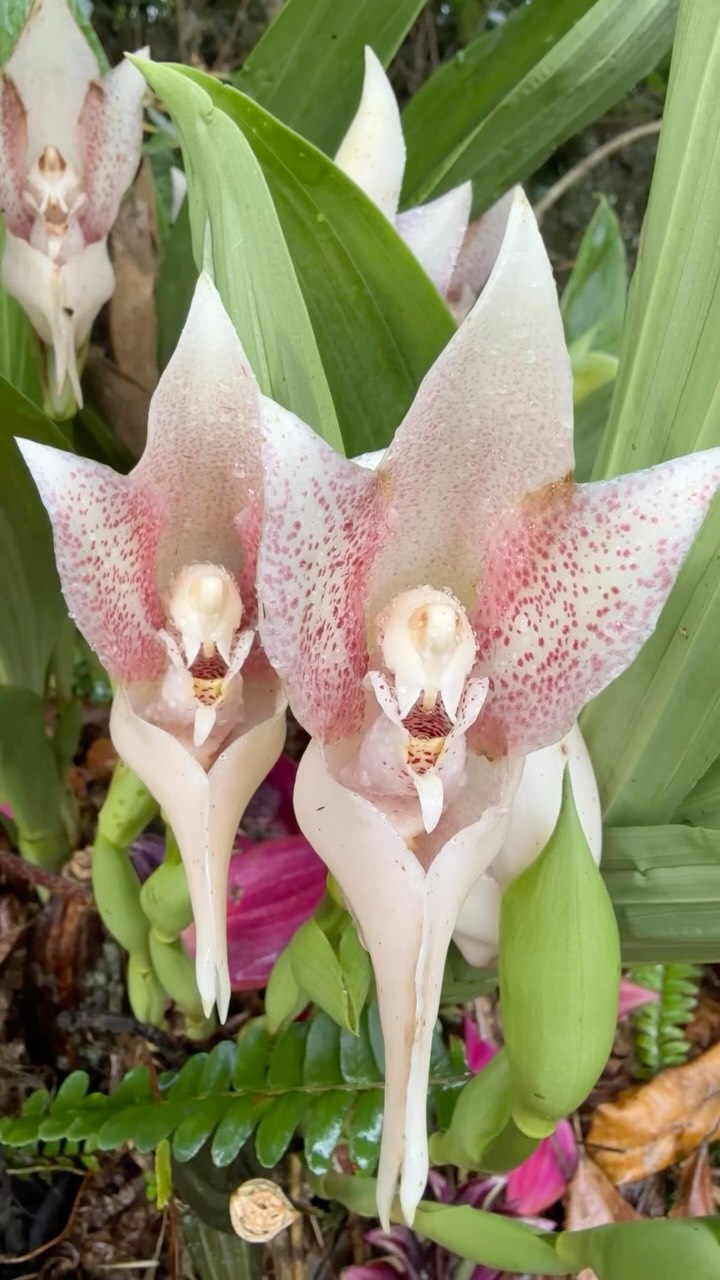 Anguloa virginalis es el nombre de esta bella orquídea silvestre nativa de Perú.
En El Palmeral protegemos las orquídeas y evitamos su comercialización ilegal.
#orquideas #anguloavirginalis #oxapampa #cabañas #caminatasecologicas