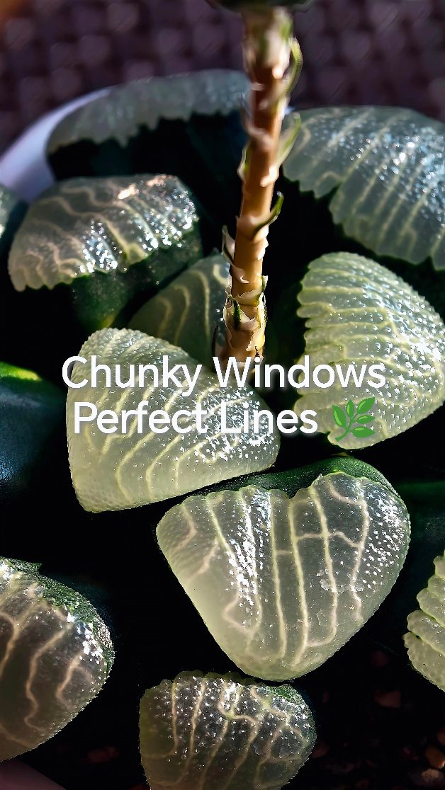 🌿 Haworthia Correcta Hybrid Seedgrown
A beautiful Haworthia correcta hybrid seedgrown with naturally rounded, chunky leaves and translucent windows. ✨
The windows are filled with distinctive linear patterns, creating a beautiful texture that becomes even more noticeable under good lighting.
#haworthiacollection #HaworthiaSeedgrown #planttok #Haworthia #haworthiacorrecta