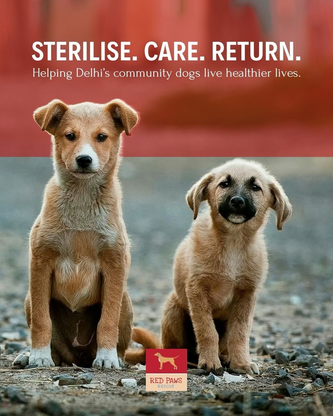 Help Us Control the Street Dog Population
Our Spay & Neuter Programme is at the heart of what we do. Through humane, area-wise sterilisation, dogs receive surgery, post-operative care and recovery at our centre before being safely returned to the same area.
We’ve been running this programme successfully for 8 years and currently accommodate 10 dogs a week approx. With your support, we hope to reach many more.
We also offer low-cost spay & neuter surgeries for community dogs in Delhi.
If you care for a community dog, fill out the form below to help them live a healthier life.