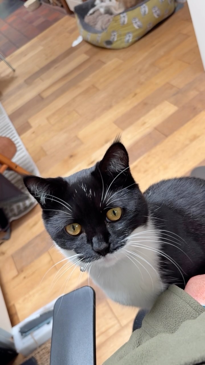 I’m trying to catch up with some work but Myrtle won’t leave me alone……. Such an affectionate girl 🥰
@swanseacats #myrtleandjuniper