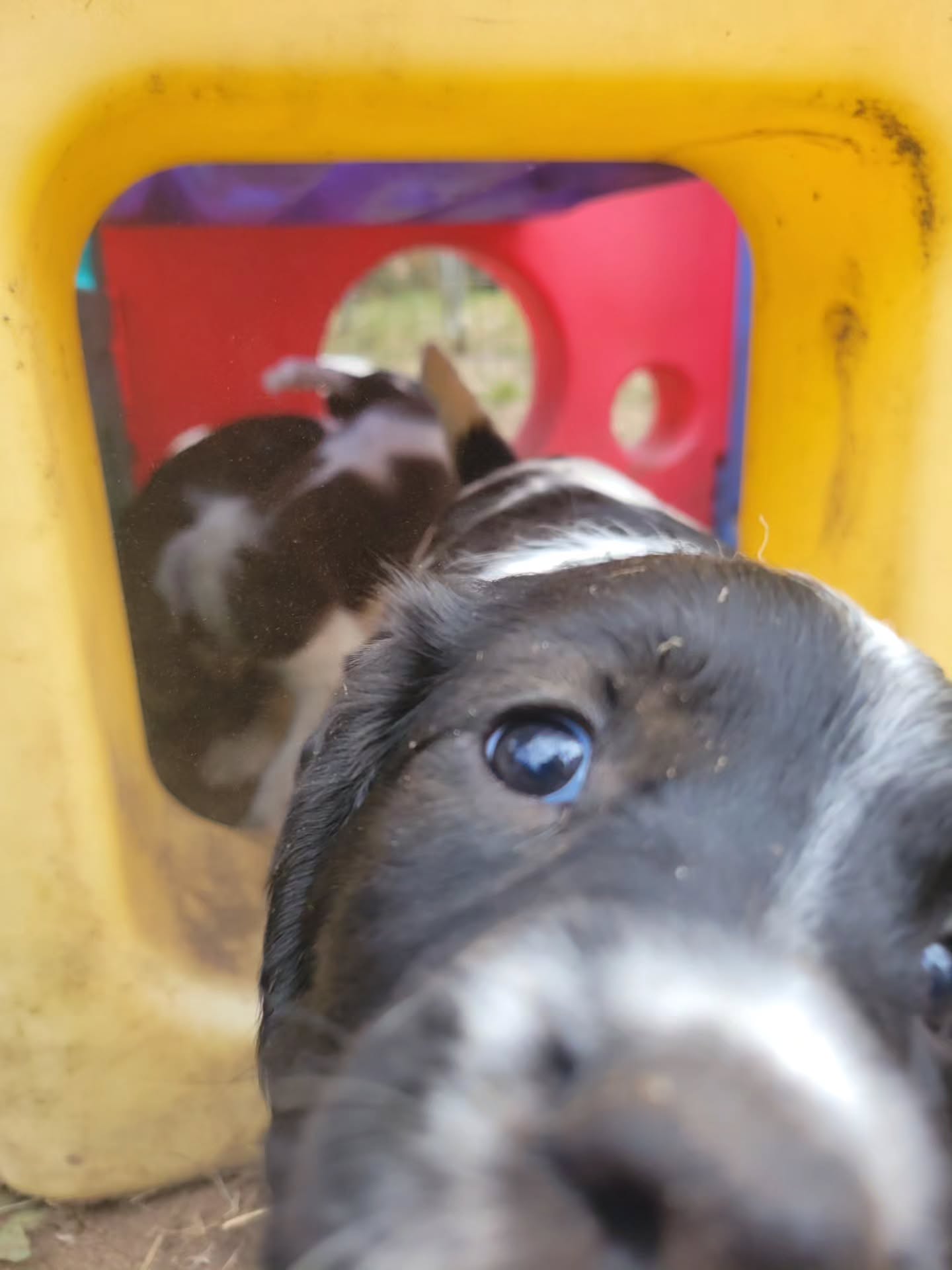 Having so much fun in the yard. Exposure to a soccer ball.
#dog #puppy #fun