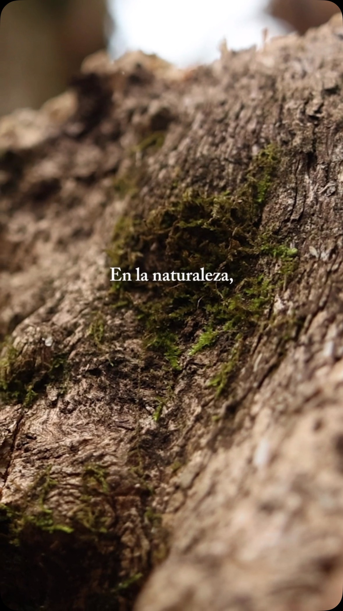 Pequeñas cosas ocurren todos los días. 🌱
Y cuando nos detenemos a observar, nos damos cuenta de que siempre hay algo maravilloso por descubrir en la naturaleza.
Porque cada cambio, cada nueva hoja y cada especie que aparece hace parte de algo mucho más grande: la vida que habita nuestro bosque. 💚
#bosquesecotropical #cali #jardínbotánicodecali #conservación #biodiversidad