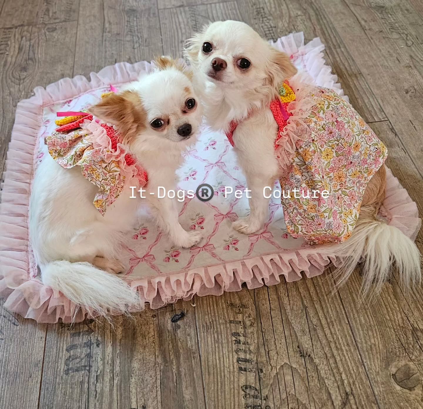 Lemon dress&harness 🍋🍋🩷🩷
Too cute!😍😍❤️❤️
Link in bio to shop 🛍
#itdogs #dogshop #petshop #shoppingonline #onlinestore
