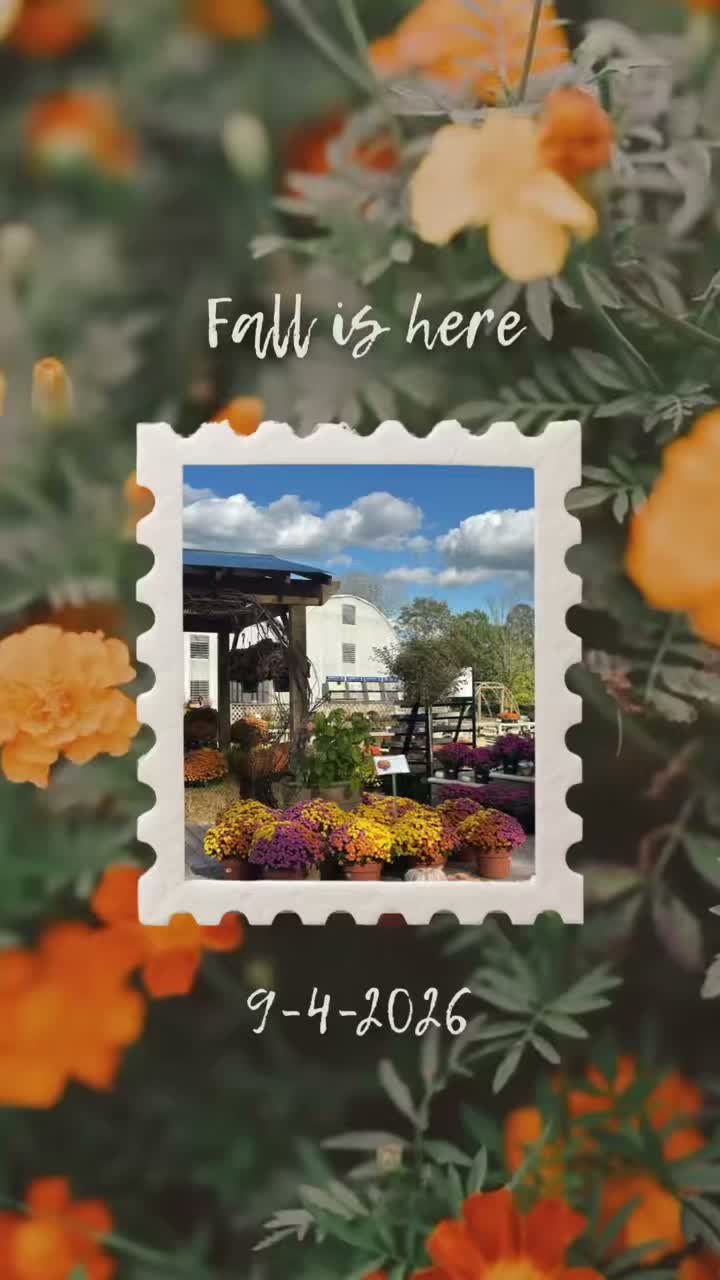 Fall has arrived at Spring Bluff.
The nursery is filling up with all the colors and textures of the season: mums, pumpkins, heirloom pumpkins, fall planters, cool-season vegetables and plenty of autumn favorites for the porch and garden.
Whether you’re ready to refresh your planters, decorate the front steps, or simply wander through and soak up a little fall, we’d love to see you.
Mums & fall annuals
Jack-o’-lantern + specialty pumpkins
Pre-made fall planters
Cold-hardy vegetable starts
And more seasonal favorites
Corn stalks are coming soon!
Come welcome fall with us at Spring Bluff Nursery & Garden Center.
#hangingbasketsofinstagram #gardencenters #gardencenterlife #gardencenter #stcharlesillinois #genevaillinois #bataviaillinois #sugargroveil #oswegoil #stcharlesil #auroraillinois #genevail #oswegoillinois #bataviail #sugargroveillinois #aurorail