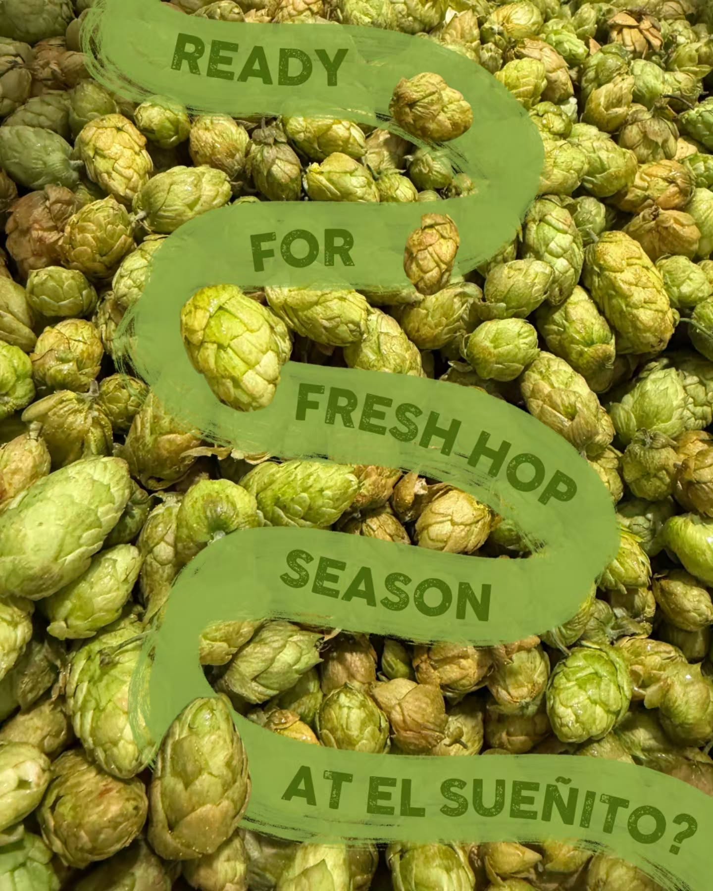 Raise your hand if fresh hop szn is something you look forward to every year 🙋🏻♀️
Stay tuned for deets on our first fresh hop release of the year! Soon! We promise! 🙏🏻🥬🍻🧡