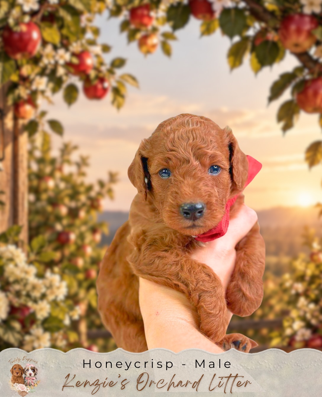 🍎 Kenzie’s Apple Orchard Litter Update 🍎
Our little apples are growing up so quickly! Honeycrisp, Gala, Fuji, Macintosh, Ambrosia, Pink Lady, and Braeburn are getting cuter and more playful by the day.
Their personalities are really starting to come through now. They’re becoming more curious, confident, and interactive, and they’re learning that people mean cuddles, attention, and lots of love.
We’re continuing to introduce them to new sights, sounds, textures, and everyday experiences while giving them plenty of time to play, explore, sleep, and grow.
Kenzie continues to be such a sweet mama, and these seven little Goldendoodles are absolutely thriving. 🍎🐶
We can’t wait to watch their personalities develop even more over the next few weeks — it won’t be long before they’re ready to meet their forever families! If you’d like to get on the list, you can apply at www.teddypuppies.com.