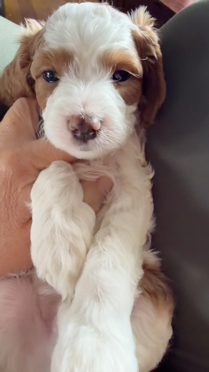 Sunday Cavapoo snuggles! #cavapoo #puppies #puppypawscolorado #doodlepuppy