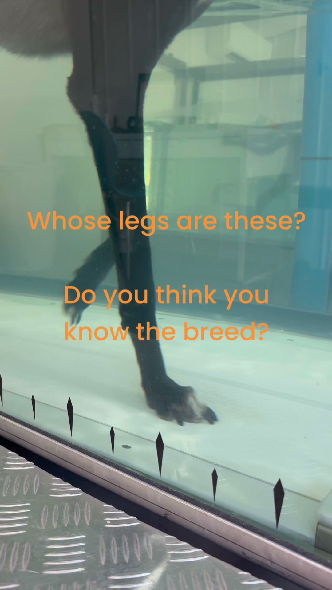 Bonnie is a very sweet Greyhound rescue who has injured her gastrocnemius tendon (Achilles). She can be quite shy but has taken to her hydro sessions really well.
#caninehydro #dogrehab #rehab4pets_au #kilsyth #montrose
