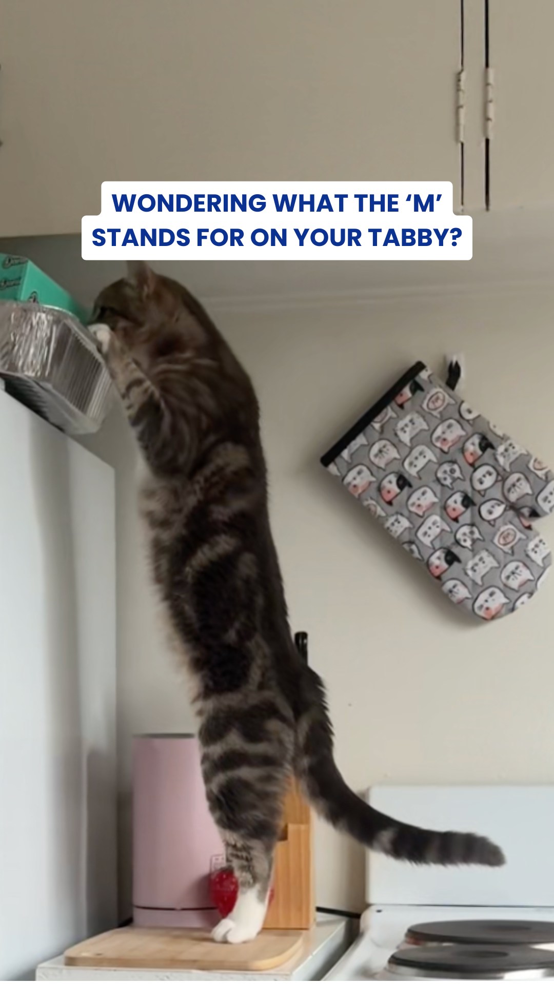 They may look sweet, innocent and completely incapable of causing trouble⌠but every tabby parent knows thereâs usually something going on behind those eyes đ
If you know, you know...
#Inaba #TabbyCats #CatsOfInstagram