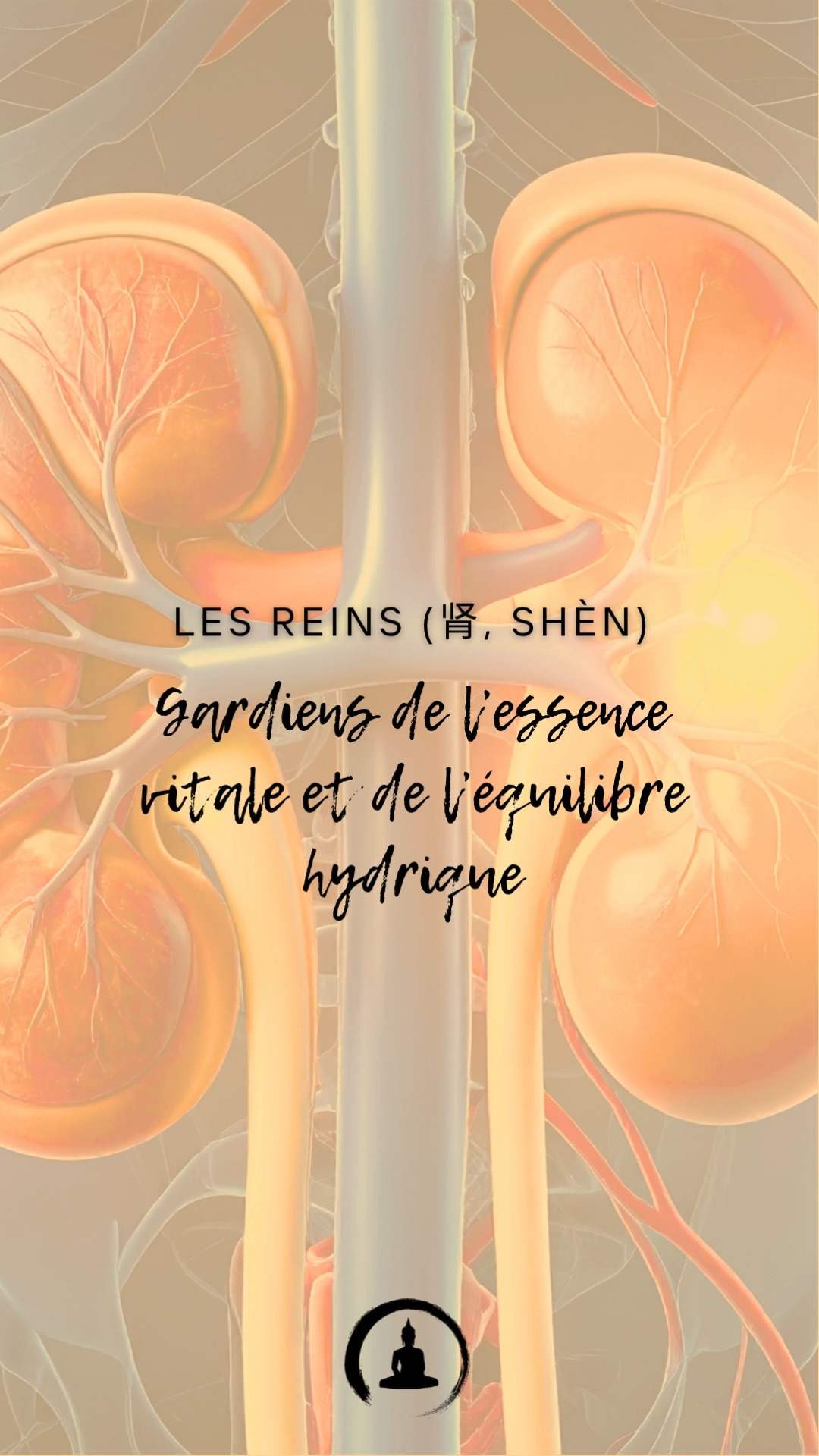 Les Reins (肾, Shèn) : Gardiens de l’essence vitale et de l’équilibre hydrique 💧
En médecine chinoise, les reins sont considérés comme le fondement de la vie. Ils stockent notre essence vitale (Jing, 精), qui influence notre longévité, notre énergie, et notre vitalité globale. Voici pourquoi ils sont essentiels à votre santé
Fonctions principales des reins :�
1️⃣ Stockage de l’essence vitale (Jing) :
Le Jing est à la base de notre développement, de notre fertilité et de notre longévité.�2️⃣ Gouvernent l’eau dans le corps :
Les reins contrôlent la répartition des liquides dans tout le corps et soutiennent l’élimination via la vessie.�3️⃣ Contrôlent les os et les cheveux :
Une bonne santé des reins se reflète dans des os solides et des cheveux en bonne santé.�4️⃣ Énergie et volonté :
Les reins influencent notre force mentale et notre capacité à faire face aux défis (lié au Zhi, ou volonté).
🔹 Signes de déséquilibre des reins :
🛌 Fatigue chronique ou manque d’énergie.
💧 Rétention d’eau, mictions fréquentes ou troubles urinaires.
🦴 Douleurs dans le bas du dos ou les genoux, fragilité osseuse.
🖤 Cheveux fins ou grisonnants prématurément.
😓 Sentiment de peur ou manque de volonté.
🔹 Comment renforcer vos reins ?�1️⃣ Gardez la chaleur : Protégez votre bas du dos et vos pieds du froid.�2️⃣ Aliments qui nourrissent les reins : Haricots noirs, noix, graines de sésame, algues, et bouillons riches.�3️⃣ Exercice doux : Essayez des mouvements Qi Gong pour renforcer l’énergie des reins.�4️⃣ Point d’acupression : Massez le point Yongquan (R1), situé sous le pied, pour tonifier les reins et apaiser l’esprit.�5️⃣ Dormez tôt : Un repos suffisant est essentiel pour préserver le Jing.
✨ Astuce bonus : Prenez le temps de vous relaxer, car le stress chronique épuise les reins et l’énergie vitale.
💬 Question pour vous : Quels rituels appliquez-vous pour préserver votre vitalité et votre énergie ? Partagez vos astuces en commentaires !