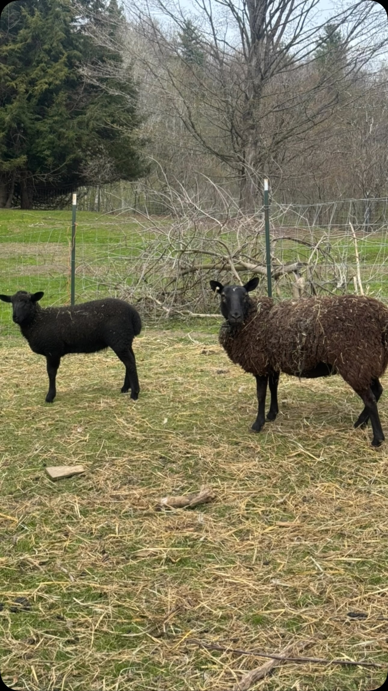 Have you ever had one of those days where you actually feel like you got ahead, even if it was just by a centimeter?
Today was one of those days for me.
We did final assessments on the lambs today. I’ve been tracking different traits all summer, and today we took weights, checked feet, and assessed potential parasite loads.
The ewe lambs we thought might make perfect additions to our flock truly delivered. It’s pretty rewarding to see some of the decisions we made starting to pay off.
I’ll be honest, I was disappointed that I wasn’t able to implement all the changes I wanted to this summer. There were things I had hoped to accomplish that just didn’t happen. But the changes we were able to make have started showing results, and that feels like a victory.
And maybe the biggest victory of all today?
I was able to get up and down and trim everyone’s feet with about a month left to go.
Sheep will humble you really quick, they have a funny way of teaching you that progress doesn’t always come in big, obvious leaps. Sometimes it’s a centimeter at a time. Sometimes it’s simply looking back and realizing that the things you’ve been working on all summer are finally starting to show.
Today, I’ll take that centimeter.
Picture of Zephyr & Storm from the spring
#supportlocal #sheep #farmfresh