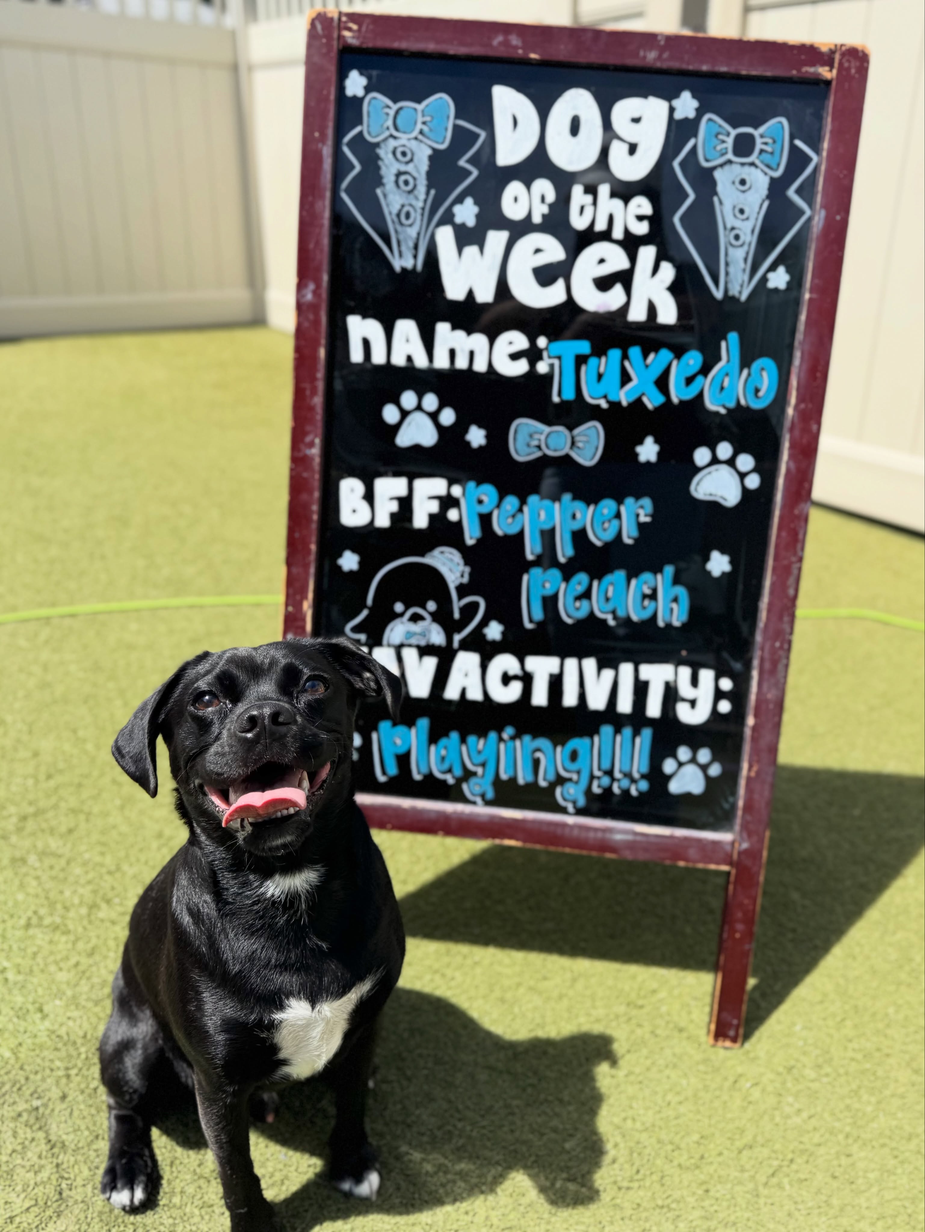 Give it up for our Dog of the Week…
👔 TUXEDO 👔
This little guy may be small in size, but he’s ginormous in personality! Tuxedo started out a little too nervous for regular daycare, but with some time, patience, and socialization in our Daycare Plus program, he’s truly come out of his shell. Now he’s a certified play pro, making friends with dogs big and small!
We’ve loved watching his confidence grow, and he continues to become such a happy, playful, and well-socialized little guy. We couldn’t be happier with how far he’s come!