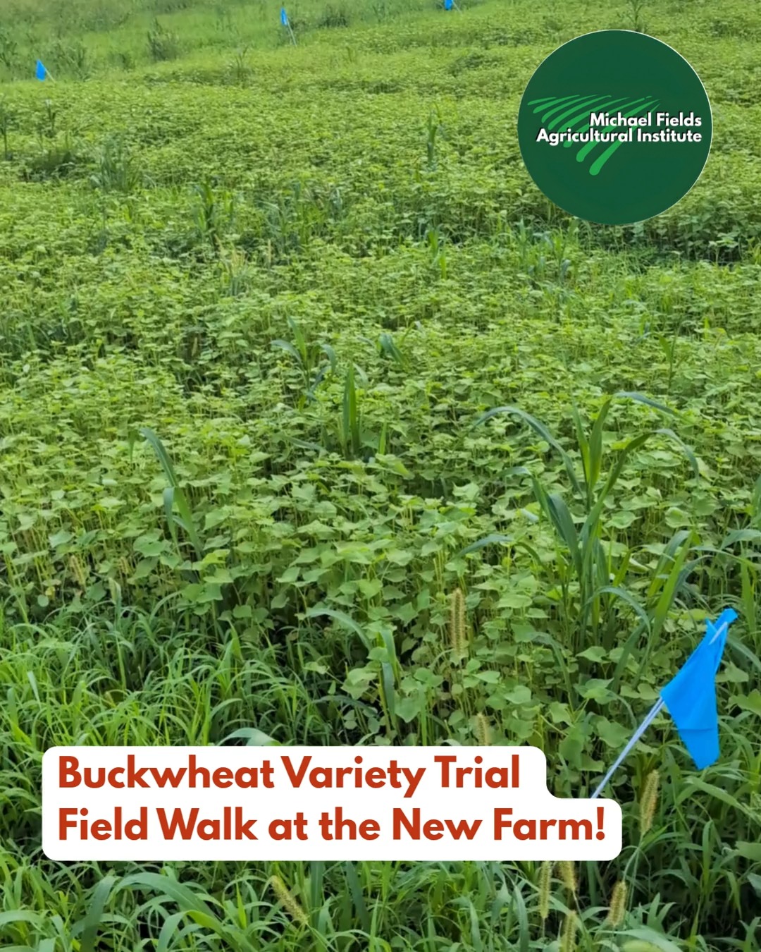 A little buckwheat field time with MFAI Research Director and Agroecologist Dr. Nicole Tautges!
In this video, Nicole takes us through MFAI’s buckwheat variety trials and shares a look at what our research team is watching for in the field.
Want to dig deeper into buckwheat? Join Nicole for The Buzz about Buckwheat on Monday, September 21, 2026 from 5:30 to 7:00 PM CDT.
During this free online Community Call, Nicole will share what MFAI’s field and flavor trials are teaching us about different buckwheat varieties, along with practical information on growing, harvesting, and processing buckwheat in the Midwest.
Can’t make it live? Register anyway and we’ll send you the recording.
Learn more and RSVP:https://www.michaelfields.org/event-details/the-buzz-about-buckwheat