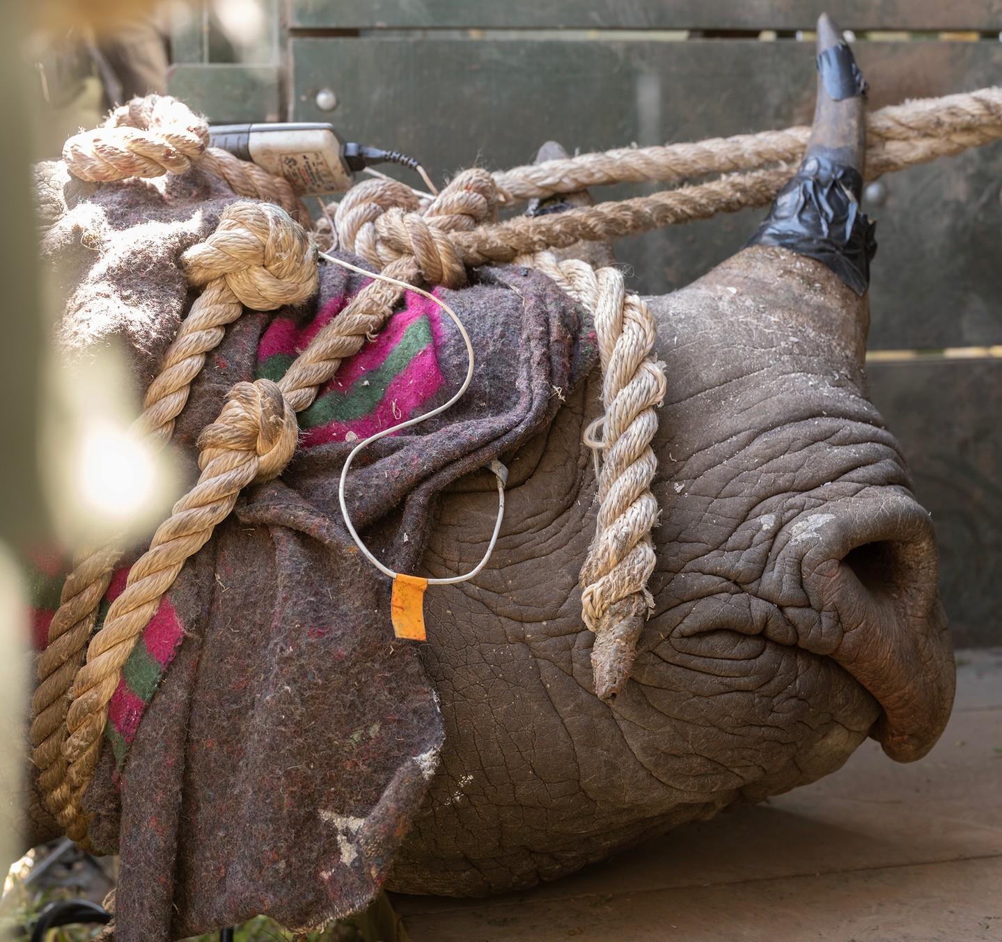 🦏 In early 2024, 21 eastern black rhinos were successfully translocated to Loisaba Conservancy, returning the species to a landscape where it had been absent for 50 years and making Loisaba Kenya's 17th rhino sanctuary.
This was a milestone in one of Africa's great conservation stories. Kenya's eastern black rhino population has quadrupled since the mid-1980s, when fewer than 400 remained. At the end of 2025, the country passed 1,000 black rhinos.
That success has created a new challenge. Kenya's existing sanctuaries are reaching capacity, and competition for space suppresses breeding rates. Securing more habitat is now central to the country's rhino recovery plan. The translocation to Loisaba, led by the Kenya Wildlife Service with partners, was exactly that: creating room for populations to grow.
This story is part of RHINO, premiering in Nairobi on 26 September. Tickets available now, link in bio.
📸 © David Chancellor
#EasternBlackRhino #ConservationSuccess #WildlifeProtection #KenyaWildlife #RhinoSanctuary #EndangeredSpecies #BiodiversityConservation #HabitatRestoration #SustainableConservation #NaturePhotography