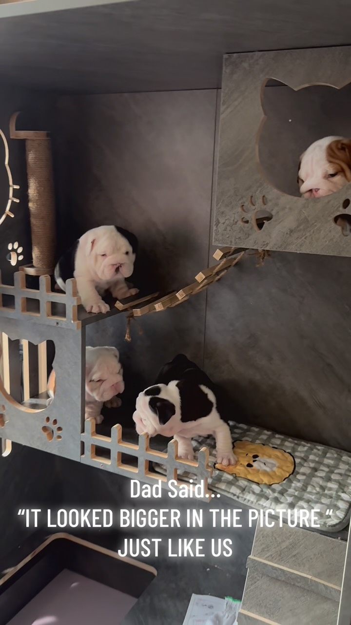 Try not to laugh…. #palmettobulldogs #puppy #bulldog #instagood #englishbulldog