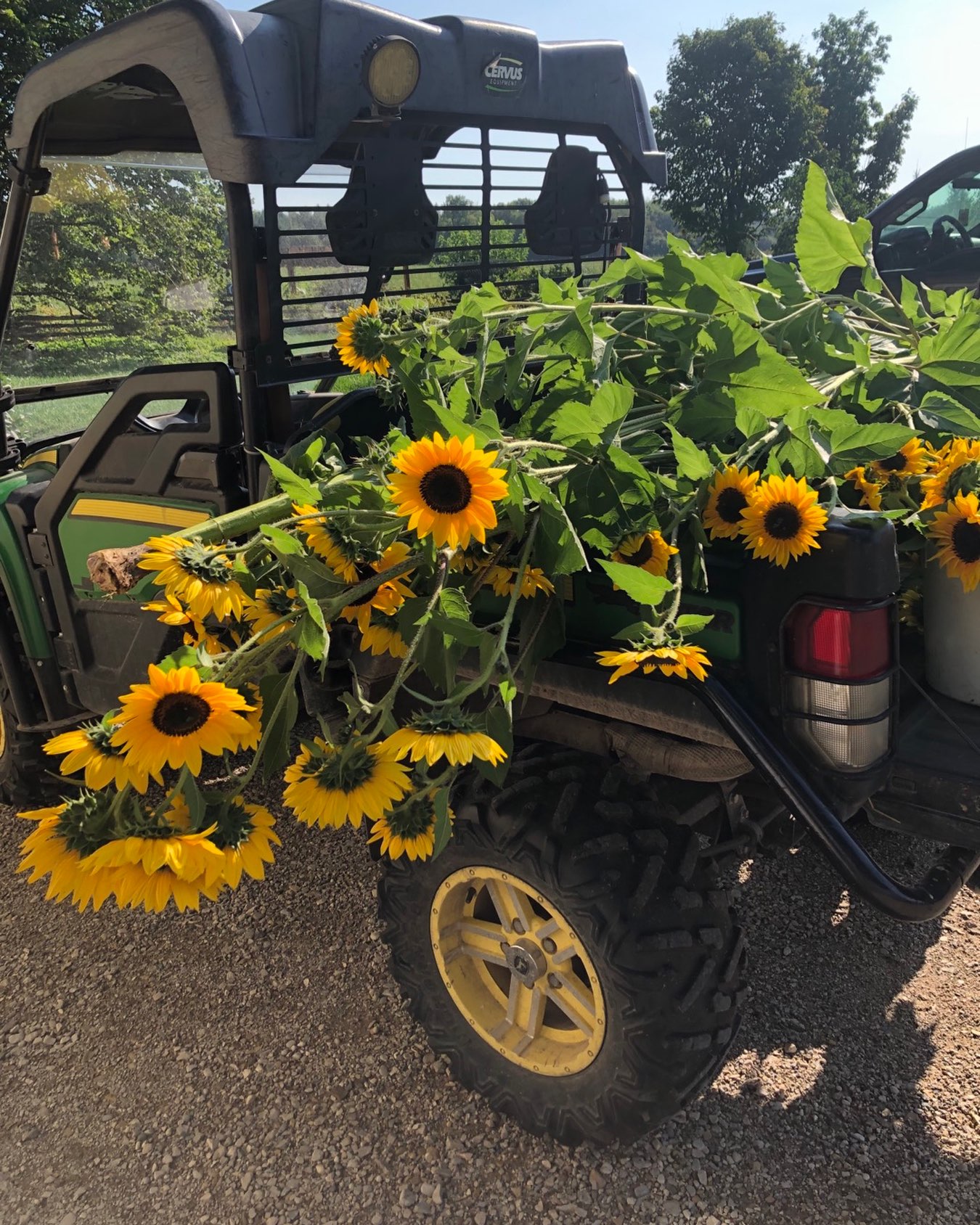 An unplanned sunflower harvest this morning. We are one of the lucky farms - that was our only storm damage.