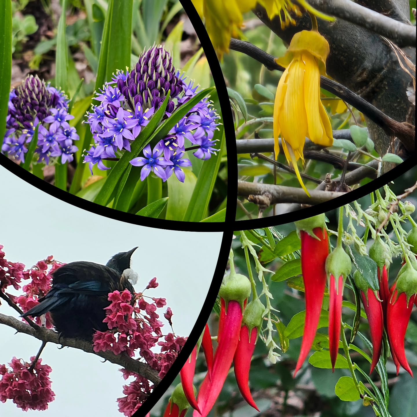 Some beautiful inspiration from Havelock North... I know three of them are NZ natives - the Kowhai, Kakabeak and Tui. I'm not sure what the purple flower is? I doubt it's a native... Anyone know what it is?
#nzflora #photosoftheday #kowhai #kakabeak #tuibird