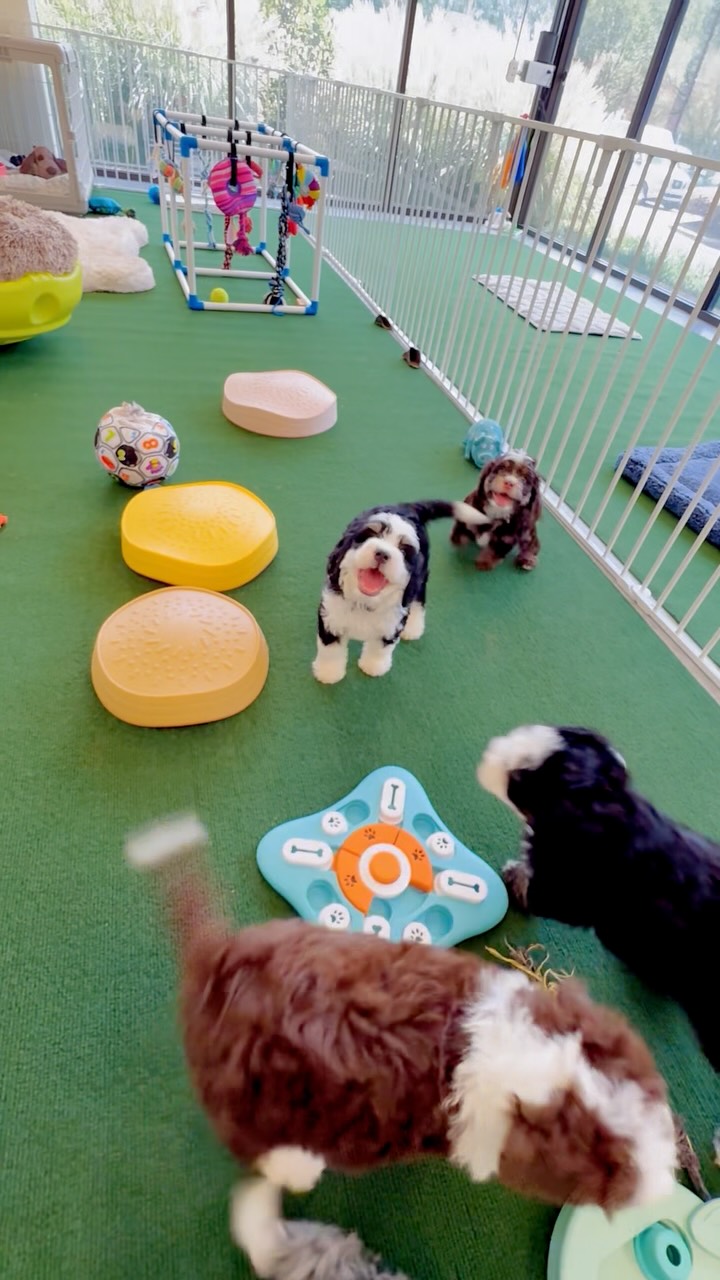Ava’s Masterpiece babes all matches to their families this weekend. It was a delight to meet with all of the families that are going to be caring for these amazing babies.
Today we had a playtime, followed by some crate time with a buddy. We are working up to longer periods of time and keeping it fun.