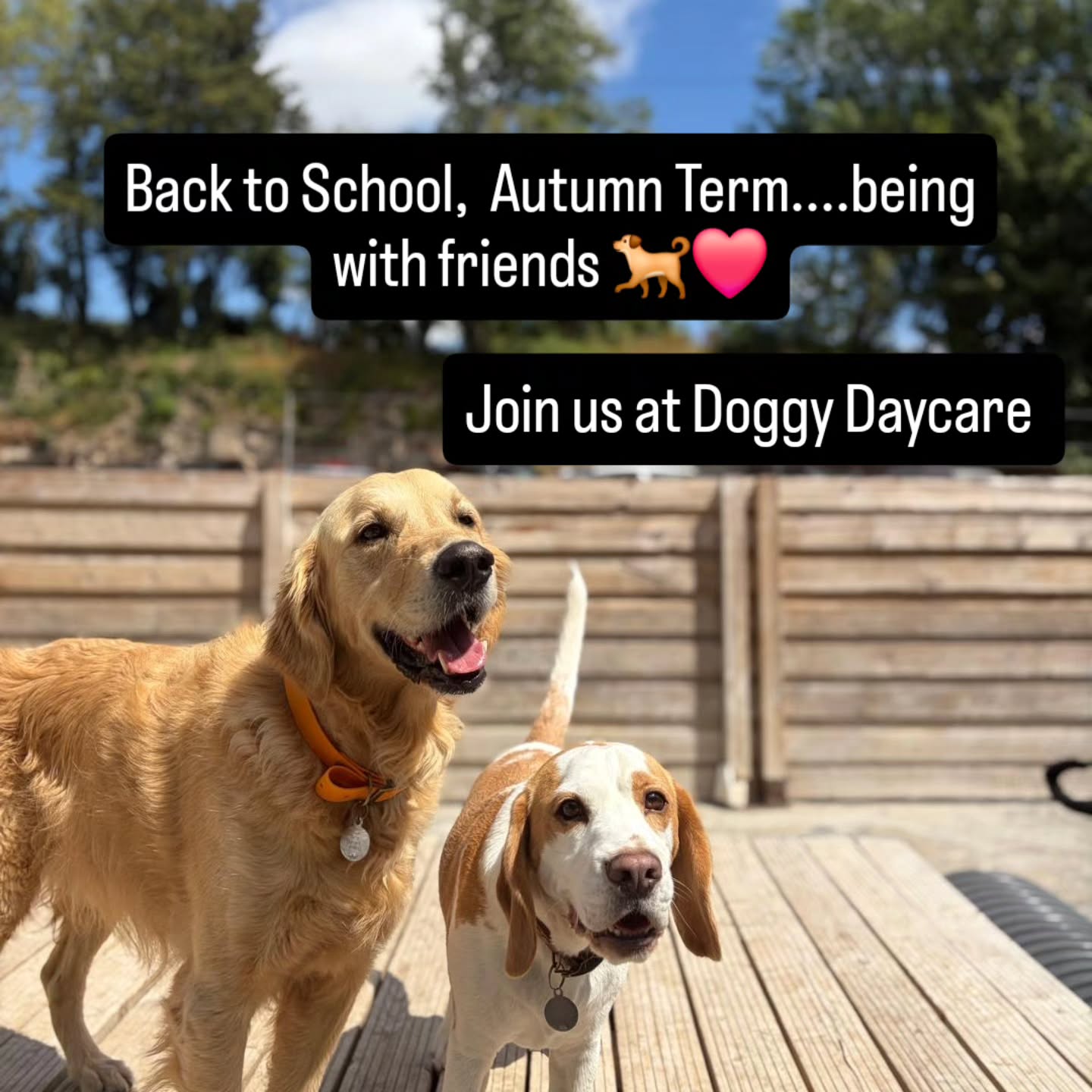 Join us back with friends at Doggy Daycare β€οΈπ