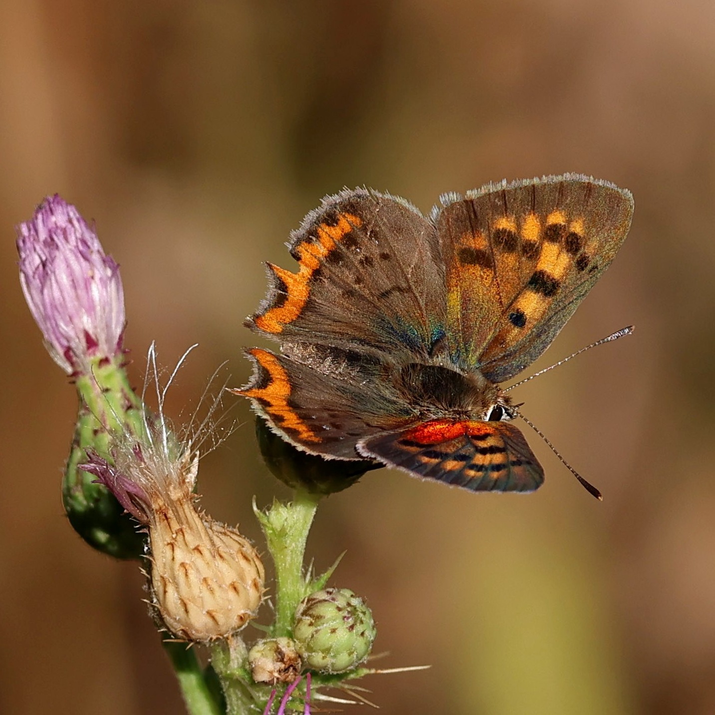The beautiful small copper butterfly.
#islandwildlife #kefaloniawildlife #greekwildlife #guidedwildlifewalks #butterfly
