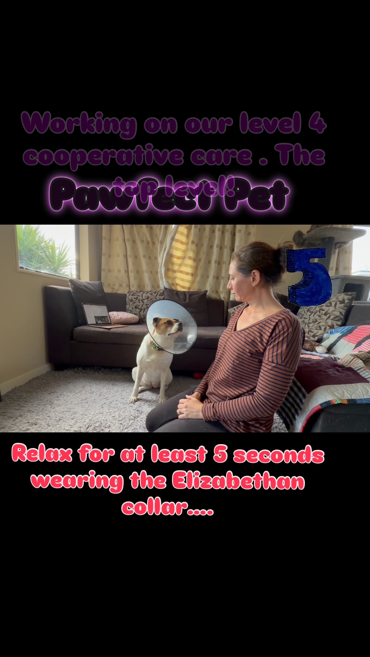 The final level for our cooperative care certification is nearly there! It is important for our dogs to learn to tolerate different parts of their veterinary care to help them be less stressed in case of injury. #cooperativecare #positivereinforcementtraining #dogtraining #dogcare #veterinarycare