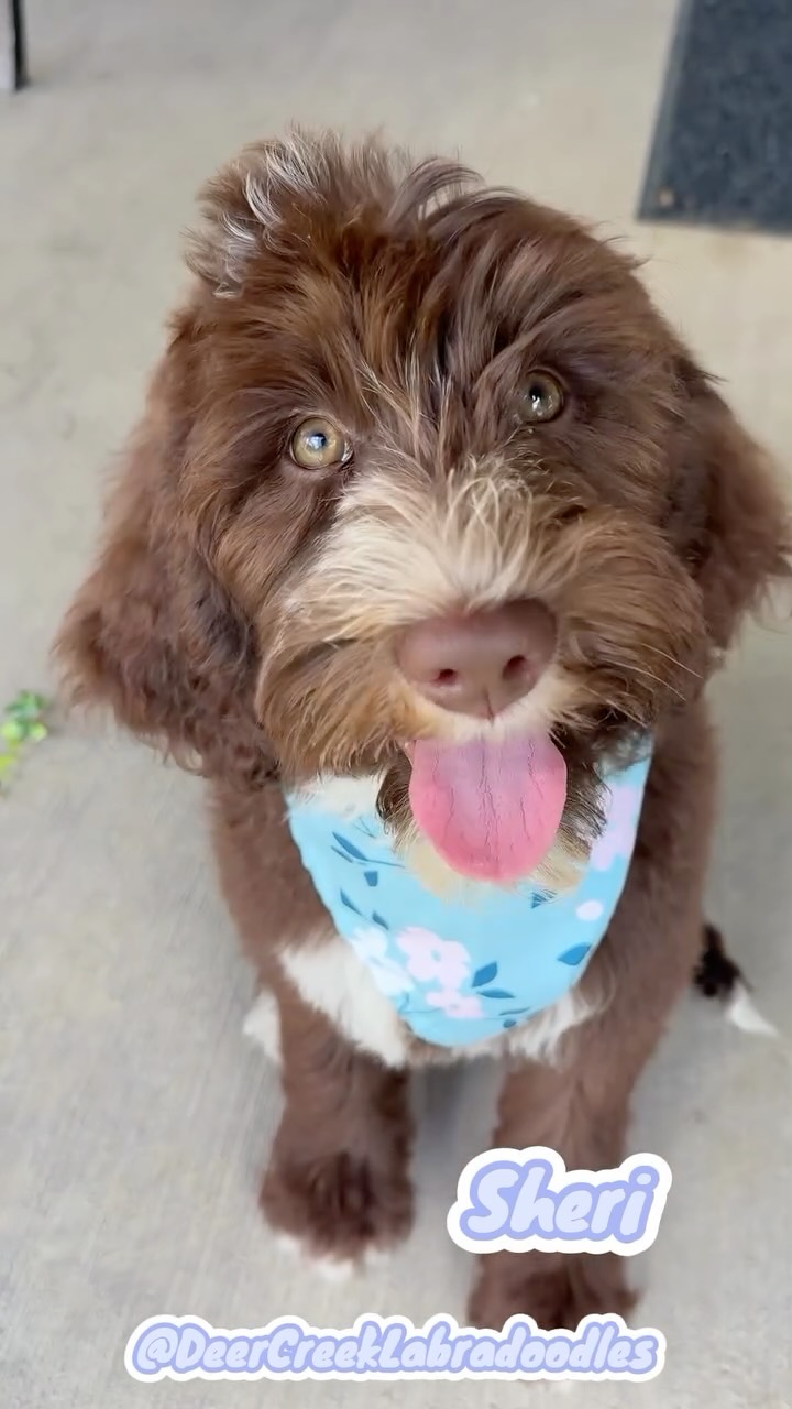 I’ll be there for youuuu! #deercreeklabradoodles #goldendoodle #labradoodle #doodlepuppy #puppylove