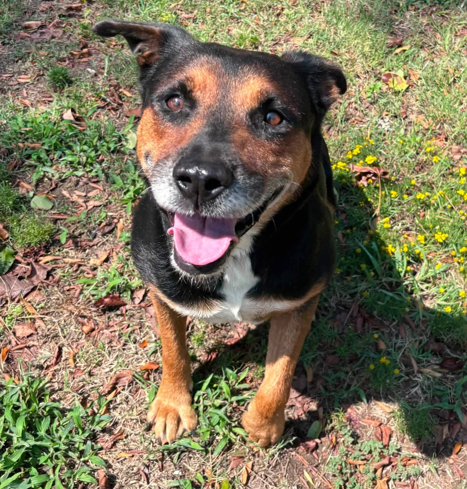Frosty-faced Florence may look a little older, but she’s only around 4, a perfect age for a pup! 😍
She’s a sweet, calm, gentle girl, with plenty of pep left in her step.
Florence appears to be house trained, and she’s great on a leash too.
At just 55 pounds she’s not too big and not too small. Can she come home with you?
Meet her at the Animal Village, 4500 Kramer Street, Tues-Sat., 10:30-5.
Her spay, shots, microchip, and heartworm test are all included in her $90 adoption fee.
The shelter will close early Friday 9/4 and all day Saturday 9/5 for Labor Day.