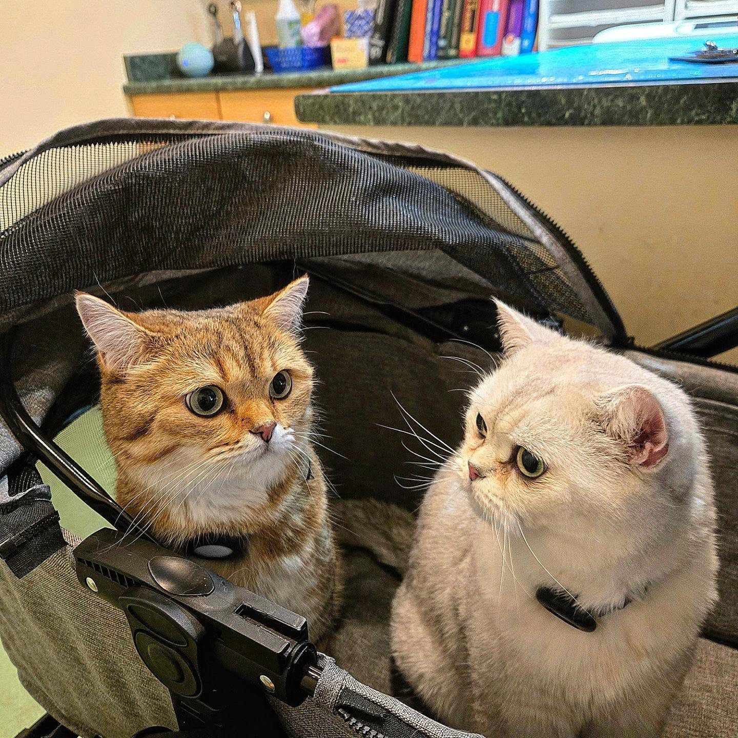 🐱🐱 VIPs have arrived! 👑✨
Kim & Ngan, two handsome British Shorthairs, came to the clinic for the first time today for their checkup and dentistry! 🩺🦷
And they didn’t just walk in… their owners brought them in a BIG wagon stroller! 😂🛒🐾 Talk about traveling in style! 💙
Two cats, one fancy ride, and double the cuteness. 😻 Who else thinks they deserve their own VIP stroller? 👇
#britishshorthair #catsofinstagram #catlove #petlife #vetlife