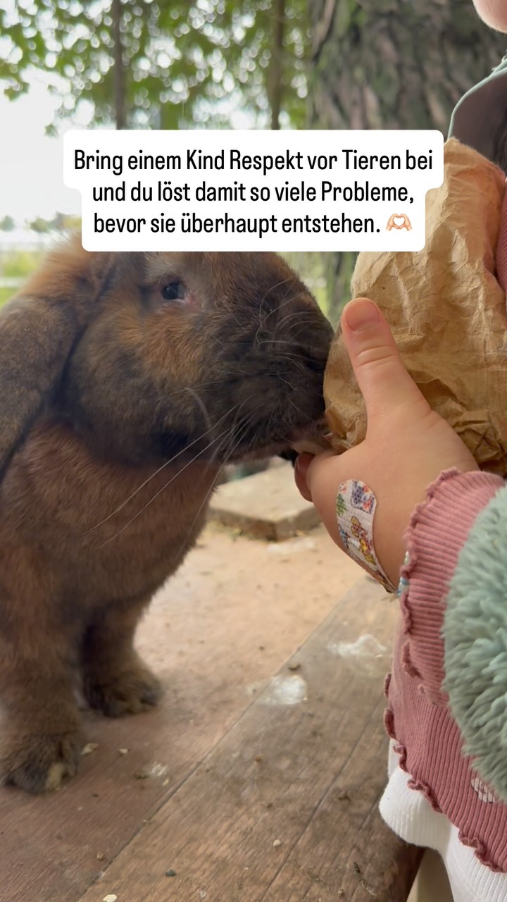 Kinder lernen nicht nur durch das, was wir ihnen sagen, sondern vor allem durch das, was wir ihnen vorleben. ♥️
Wenn ein Kind lernt, dass auch ein Tier eigene Bedürfnisse, Gefühle und Grenzen hat, lernt es gleichzeitig so viel mehr: Mitgefühl, Rücksichtnahme, Verantwortung und Respekt gegenüber anderen Lebewesen.
Vielleicht können wir nicht alle Probleme dieser Welt lösen. Aber wir können unseren Kindern zeigen, wie ein respektvolles Miteinander beginnt. 🫶🏻🌱
#tierschutz #tierliebe #kindundtier #respektvortieren #lebenshof