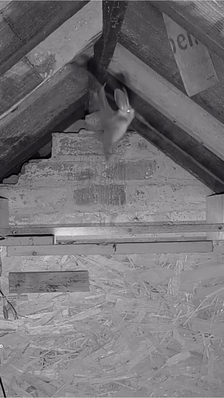 Ever seen a long-eared bat?
When I installed this @hikvisionuk cam in a garage loft in Worcestershire, for barn owls, we didn’t expect this!
Wonderful to be able to film bats who seem to use this space as a hunting roost…. A space to chill and clean up during the night’s hunting.
How do they fly with those enormous ears?! 🤷♀️
@batconservationtrust