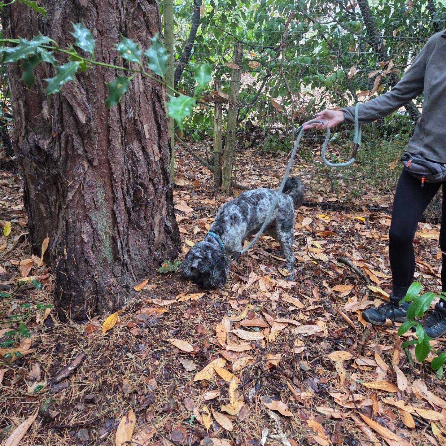 Had the best session on Sat at our Truffle Hunting Workshop in a beautiful private woodland residence in Surrey.
Had an amazing group of 7 pups and their humans who braved the rain and did so well learning all about truffles and how to find them. Missed a couple of pics of the dogs in work mode, sorry to them 🤦♀️
All the dogs managed to find a whole fresh buried truffle by the end of the session which was amazing! Such a fun day we are hoping to repeat in the not too distant future so do get in touch if you are interested in joining the next one!
#dogtrainingfarnham #trufflehunt #dogscentworktraining #Surrey #truffleseason