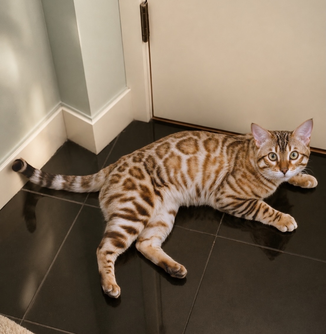 Orion 🤍 The king of our hearts and the proud father of our three wildflower girls 🐾🐾🐾 #empawriumbengals #bengalcats #catmodel #cats_of_instagram #catlover