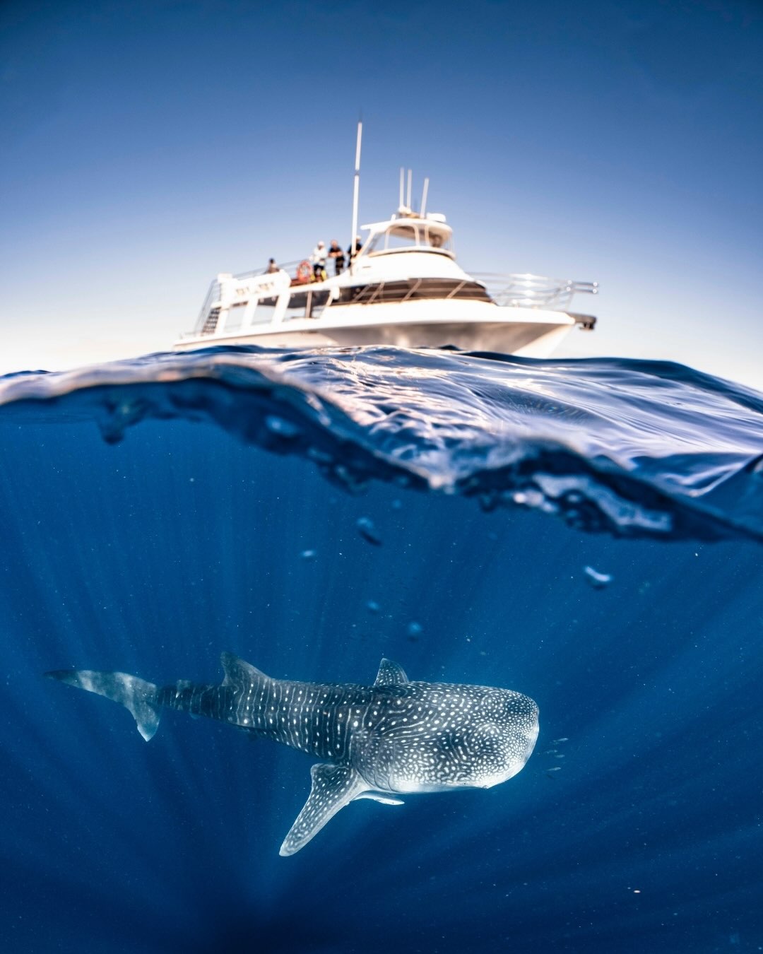 A day late, but a moment worth celebrating. 💙
Yesterday was International Whale Shark Day!
A day to celebrate one of the ocean’s most incredible gentle giants.
Here on Ningaloo Reef, we’re incredibly lucky to share the water with these magnificent animals in their natural home. There’s something truly humbling about slipping into the ocean and finding yourself beside a whale shark..the world suddenly feels a little quieter, and you realise just how special this place really is.
For many, meeting a whale shark in the wild is a moment they’ll remember for the rest of their lives. Watching that moment unfold for our guests and knowing we’ve helped them experience it safely, respectfully and with a deeper understanding of these incredible animals, is why we love what we do.
Here’s to protecting these incredible animals and the beautiful reef they call home. 🌊💙
Photos @ollieclarkephoto
#NingalooReef #WhaleShark #WhaleSharkDay #ExmouthWA #NingalooCoast WesternAustralia