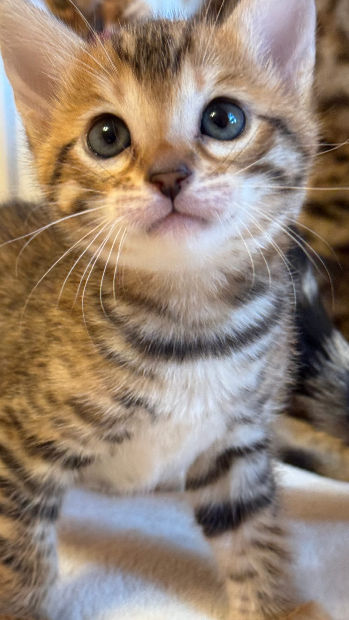 Gigi’s girls are almost six weeks old and their little personalities are beginning to shine🤎 That also means claiming is just around the corner. Our waitlist families will have the first opportunity to choose their kitten, and once selections are complete, we’ll introduce any girls who are still looking for their families.
For now, a little sneak peek of Gigi’s petites as they discover the world, one curious step at a time. ✨More soon!
#empawriumbengals #bengalkitten #bengalkittensboston #catlovers #bengalkitty