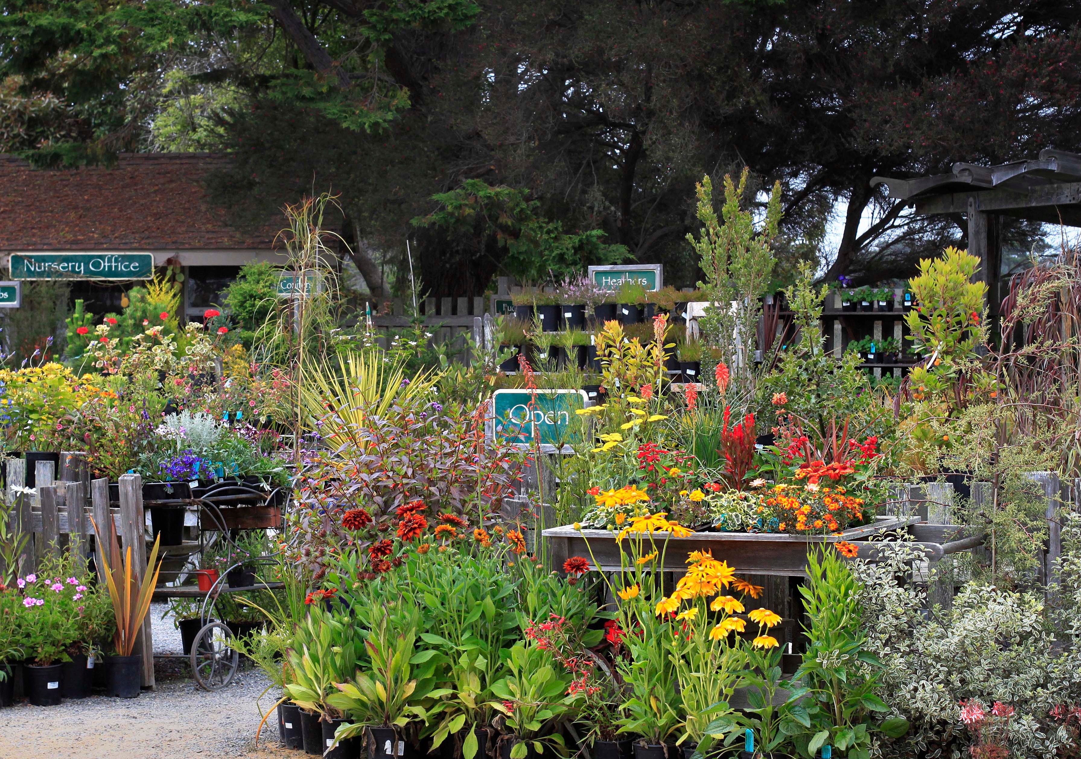 🌊 Career opportunity on the Coast! Love plants, propagation, and helping people find the perfect plant for their garden? Join the team at Mendocino Coast Botanical Gardens!
We are seeking an experienced Nursery Manager to oversee our retail and production nursery, including plant propagation, purchasing, retail sales, staff and volunteer coordination, and more.
Work among an incredible collection of plants on the Mendocino Coast while helping connect our community with beautiful, garden-worthy plants.
If you have nursery production and propagation experience, strong horticultural knowledge, and a knack for organization and customer service, we would love to hear from you.
Learn more and apply:
gardenbythesea.org/jobs/nursery-manager
Know someone who would be a great fit? Share this post! 🌿