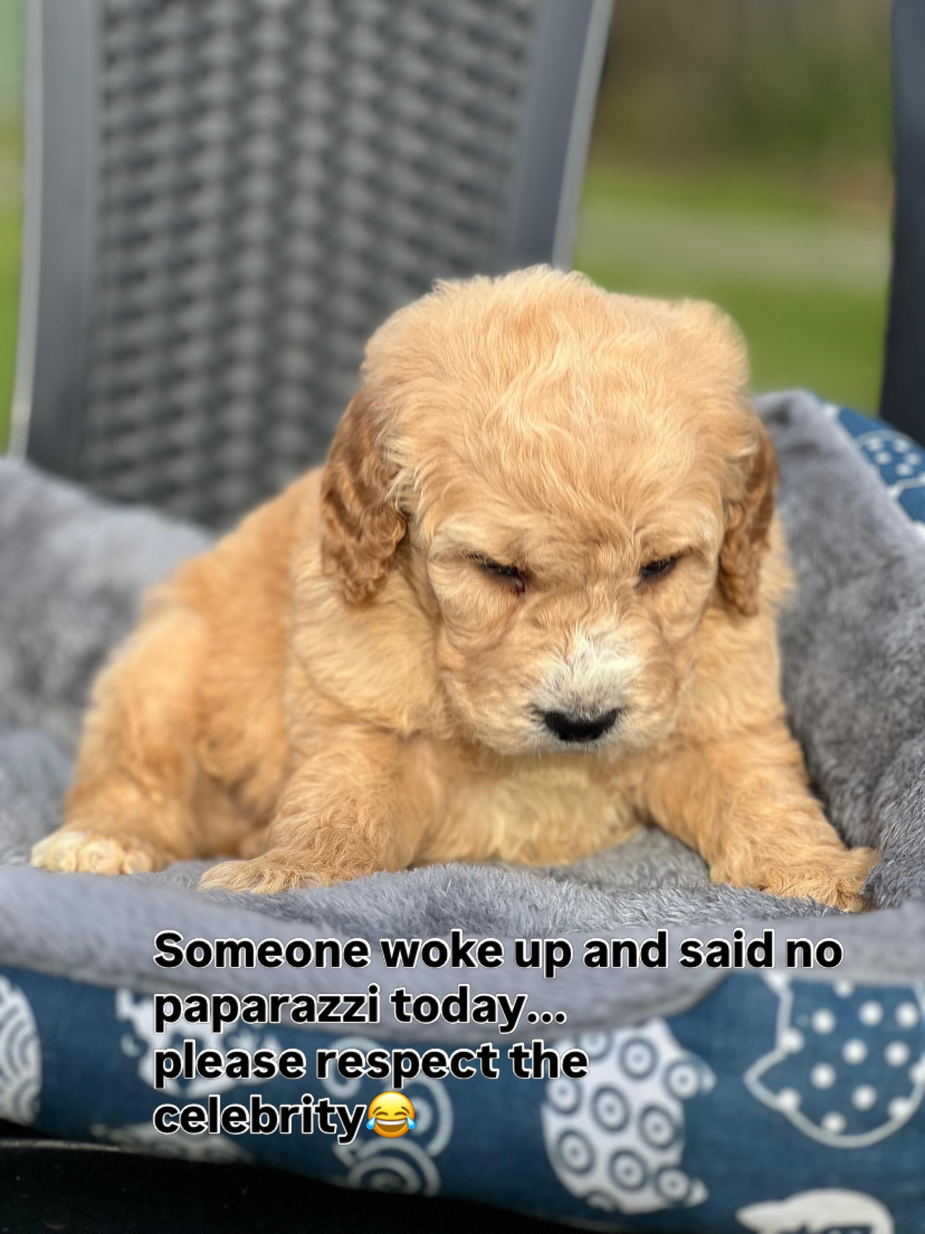 Meet our adorable F1B Mini Groodle boy 💙🐾.
Born 24/7/26 and ready 2/10/26, he’s playful, cuddly, and full of sunshine even if he wasn’t exactly in the mood for a photoshoot today.
With parents Goldie × Harry Styles, this little man has charm written in his curls.
Microchip: 956000018807430 • Source No: BR100575.
A sweet soul growing more lovable every single day.
#MiniGroodleMagic #PuppyLove #FutureBestMate #FurBabyJoy #puppiesdownunder