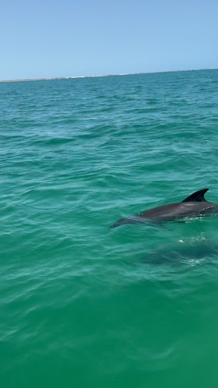 Les dauphins nous rappellent que la vie est plus belle quand on ose suivre les vagues de la liberté
#Dauphins #Liberté #Océan #Mer #Bonheur JoieDeVivre SensationDeLiberté