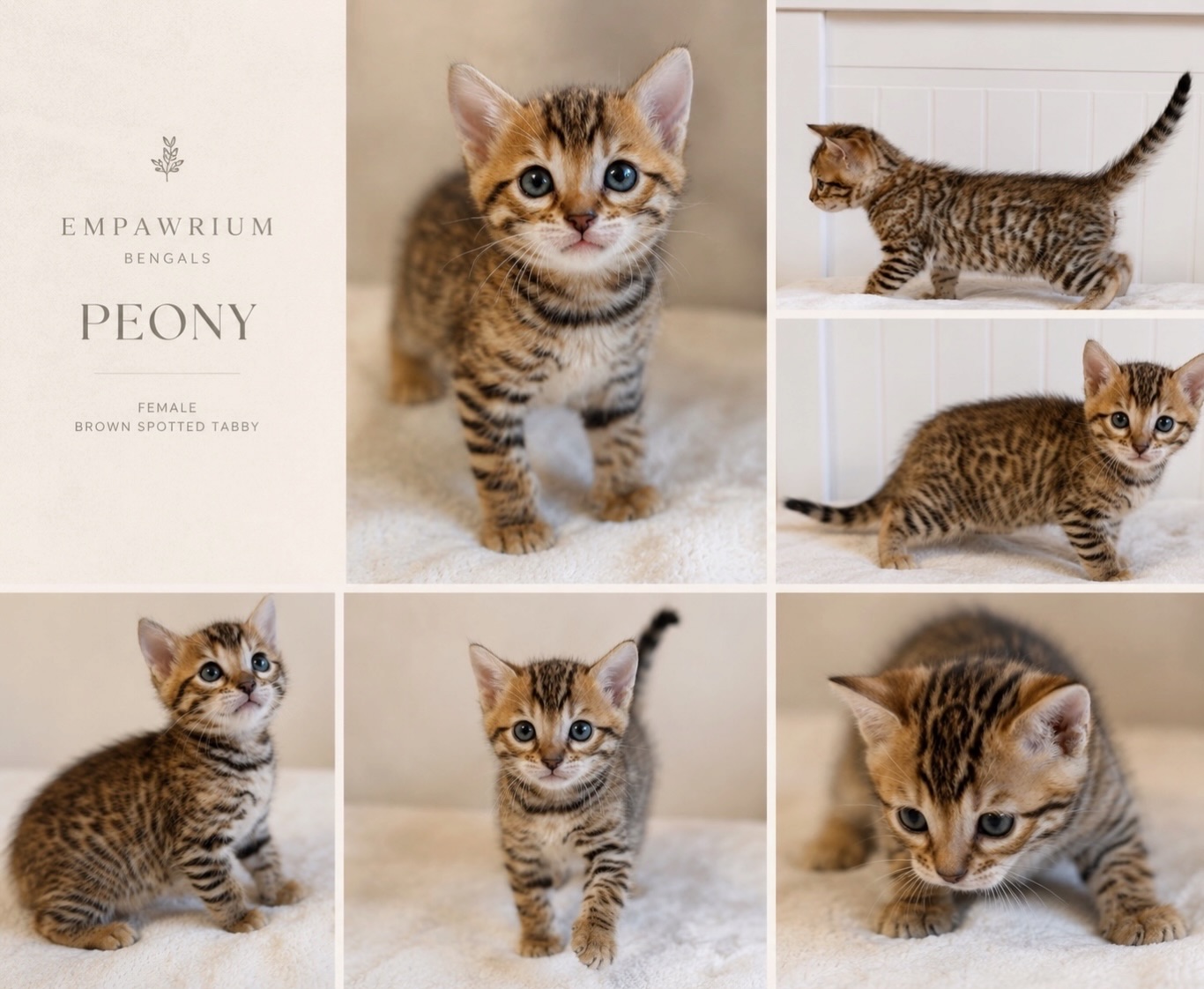 Meet Peony 🩷 The chunkiest cuddle bunny of our current litter, she has a super glittered plush coat covered in dense, intricate markings. Her rich warm tones, striped legs, and baby tiger face give her a wonderfully wild look. At this age, her coat is still developing as she moves through her fuzzy kitten stage, so we’re especially enjoying watching her pattern emerge and evolve.
Peony is an affectionate and observant girl who purrs when we pick her up and seems to take everything in before deciding what she’d like to investigate next. She loves to pounce after a favorite toy mouse, and then settle nearby when the excitement is over.
She is currently AVAILABLE and kitten applications are open on our website (link in bio)
Born July 20, 2026 🌸 Gigi deLys × Reillymountain Orion of Empawrium #empawriumbengals #bengalkitten #bengalcats #babycat #catlover