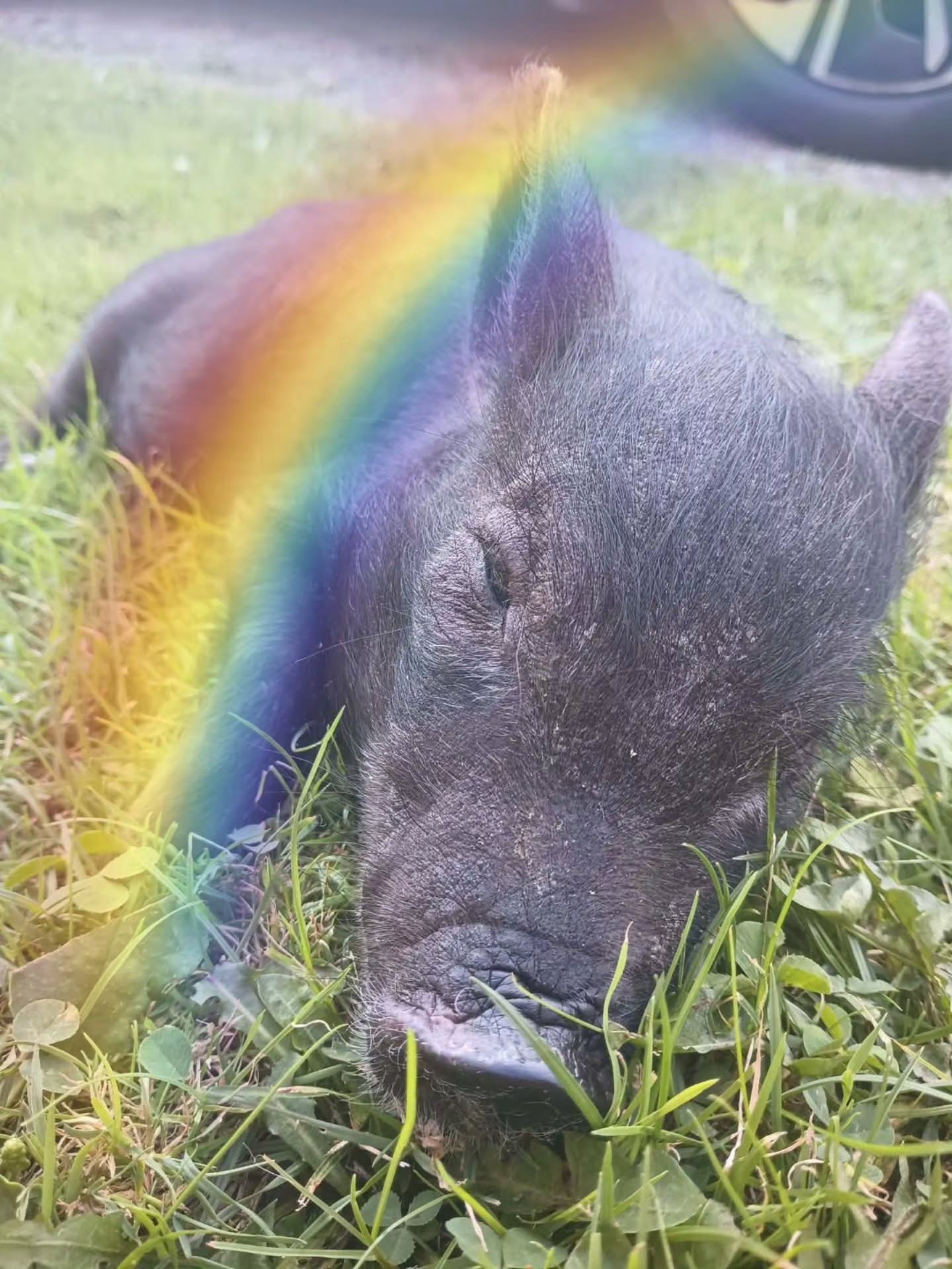 Bug crossed the rainbow bridge today π·πͺ½π
He was one of the babies born from the Operation Squeal City hoarding case. His momma, Geez Louise, required a c-section in mid-June. Her six babies were happy and active until they all got sick at 3 weeks old from a virus carried by their mom. Two siblings passed away, along with another entire litter born their aunt Winifred. 2 more went to a foster for extra care. Their loving foster mom Tammy worked so hard to get Sweetie and Bug better. Over the following weeks, both recovered though Bug was slower than his sister.
Unfortunately, Bug suddenly fell ill last week. He couldn't walk, was very painful, and spiked a fever. Despite many medications, supportive care, and antibiotics.... he didn't improve. Today, he was allowed to pass with his foster momma, our Pig Nanny, and our vet.
We are gutted. Bug had many good days with his sister and foster momma. He had just transitioned to all solid foods, a little late for a 3mo, but such great progress nonetheless. We had planned to reunite Sweetie and Bug with their momma Geez and auntie Winnie this weekend. Instead, we mourn another lost little one.
So many babies were born because an animal hoarder refused to separate the sexes. And so babies suffered because of illnesses that spread through the pigs before arriving due to the hoarder's improper quarantining. Bug had to suffer because of her negligence. Yet, the hoarder claims to be the victim.
Please hold your piggies tight.