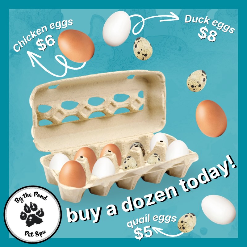We have SIX DOZEN duck eggs ready for sale! 🍳
#doggroom #farmfresheggs #doggroomerlife✂️ #cambridgeontario #chickeneggs